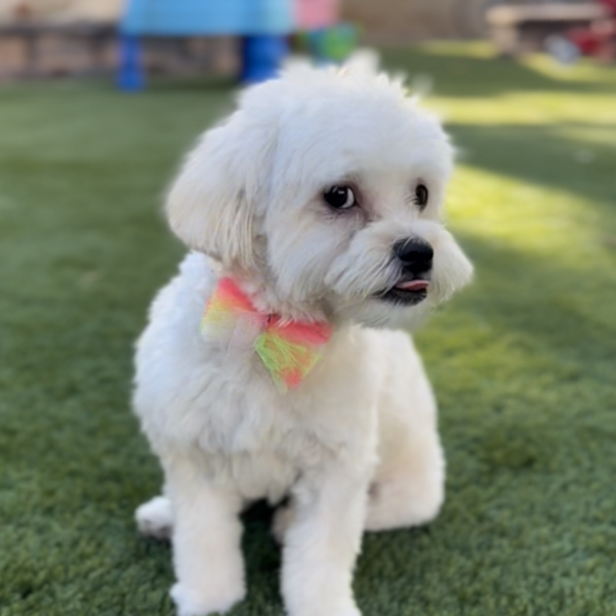 Simply Purrfect Grooming Las Vegas