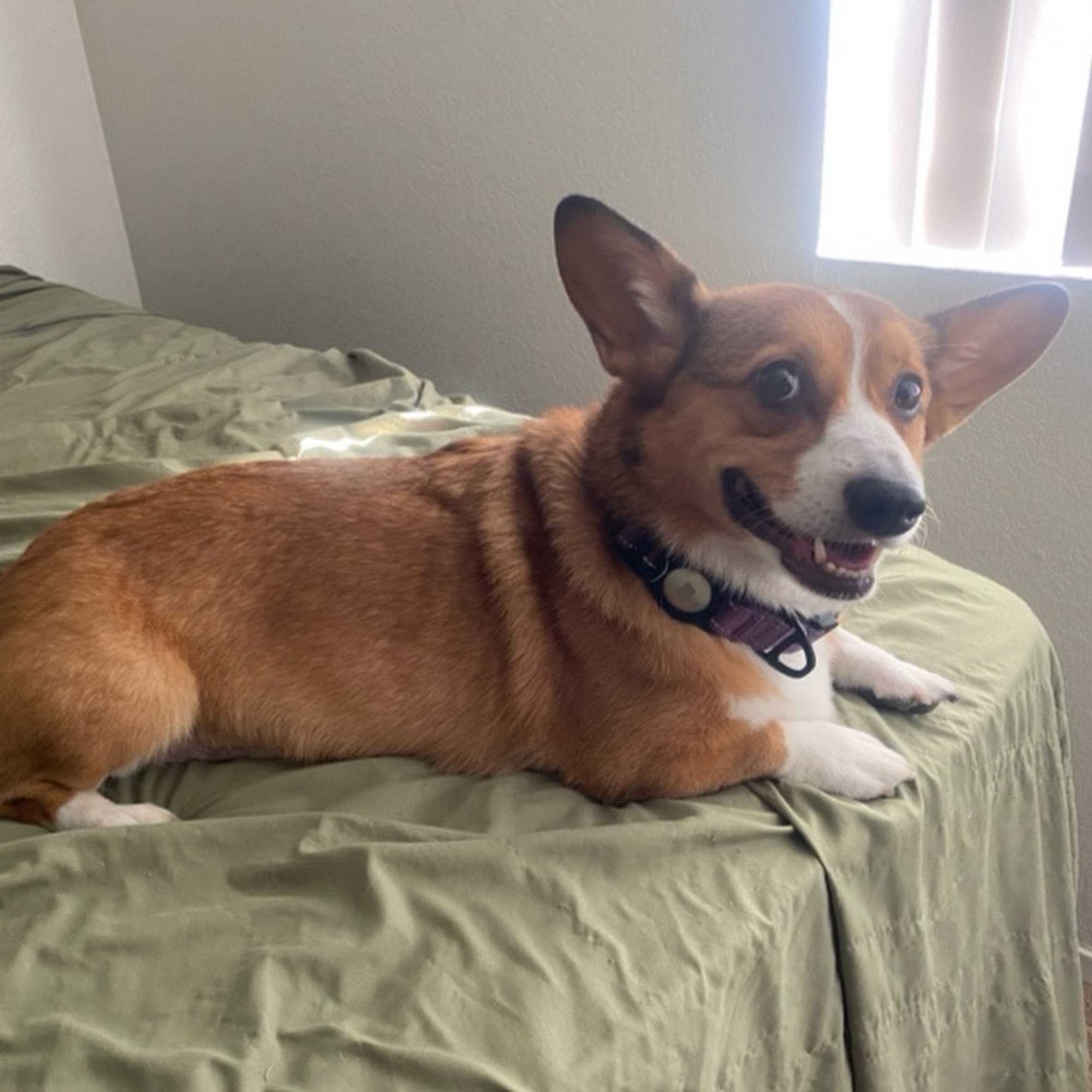 Calling All Paws Las Vegas