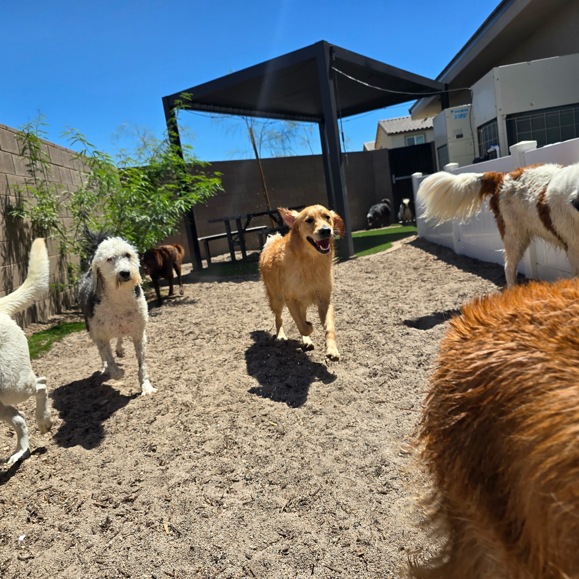 K-9 Kountry Las Vegas