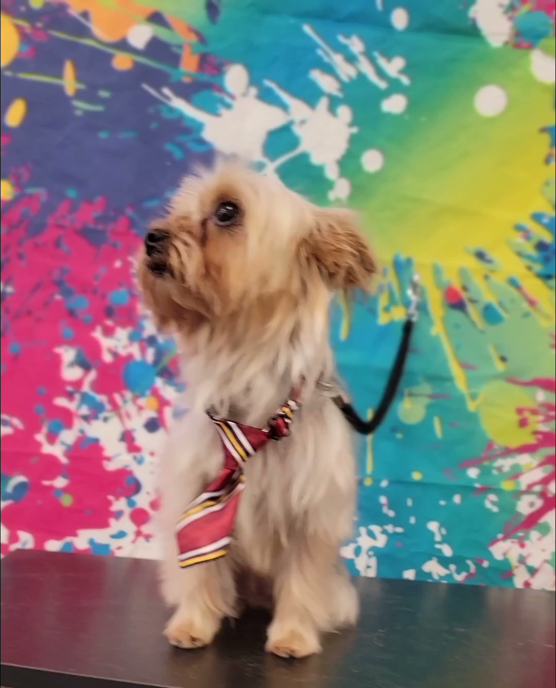 Punky Pets Pawlor LLC Las Vegas