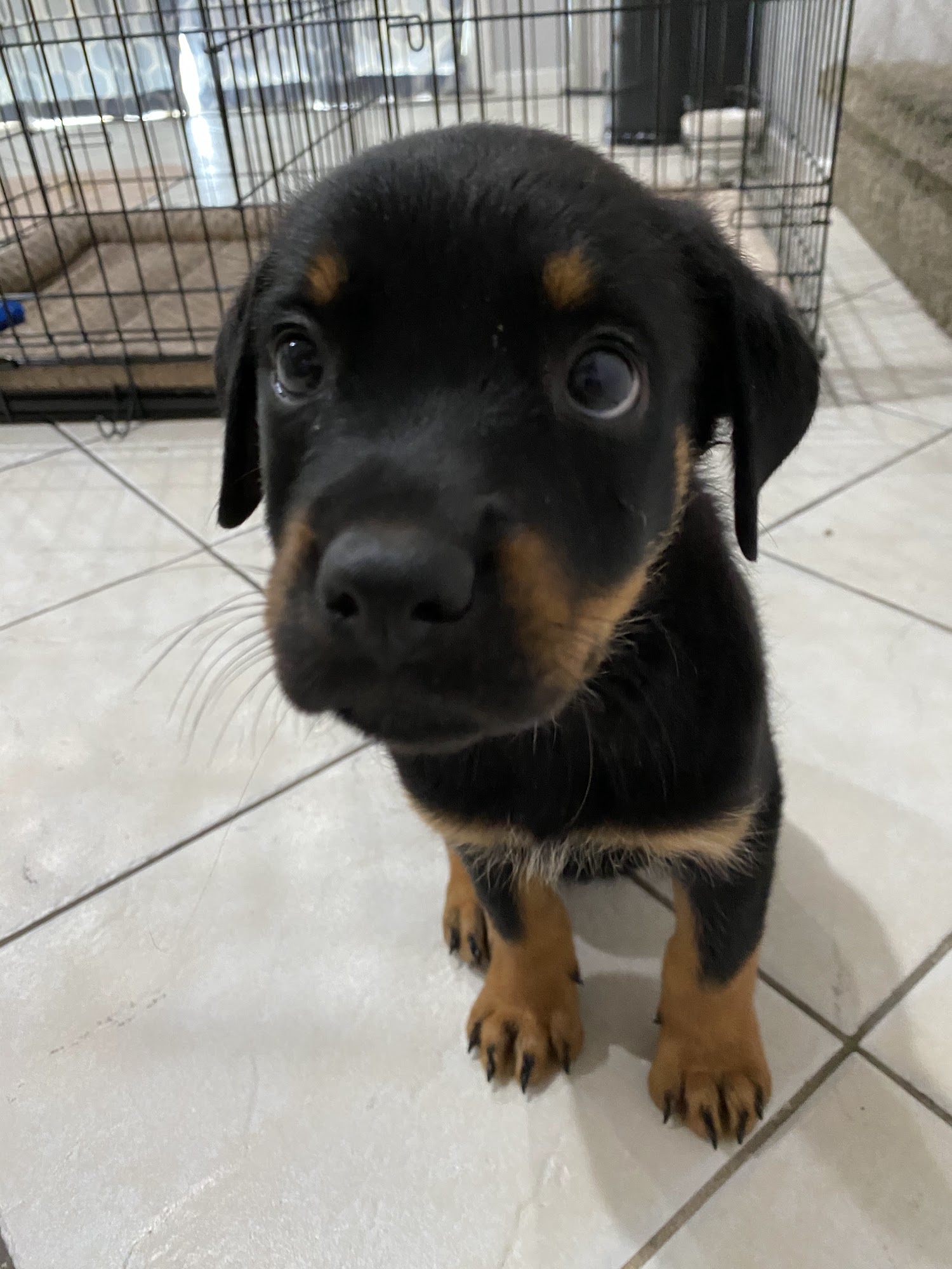 High 5 Pet Care Las Vegas