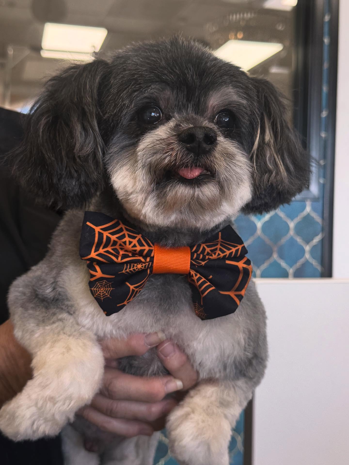 Happy And Lucky Pet Salon And Mobile Grooming. Las Vegas