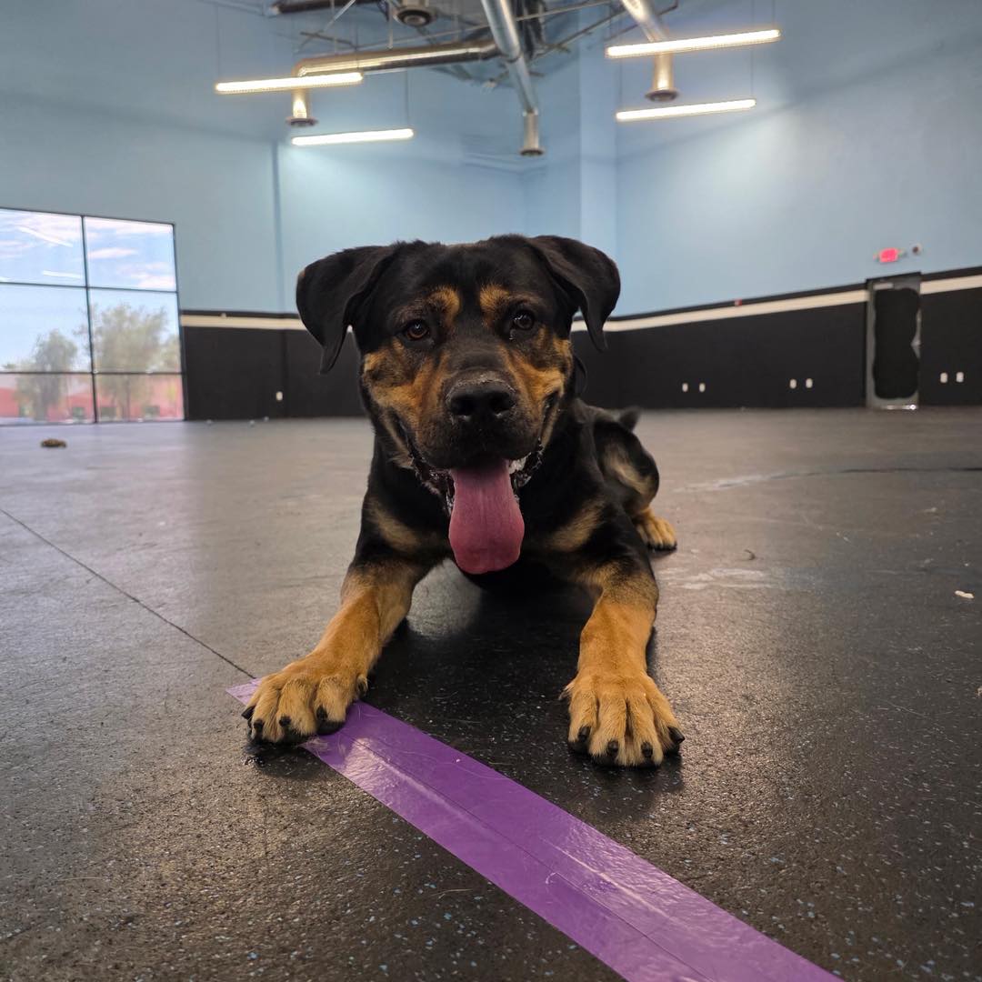 Smarty Paws Canine Coaching Las Vegas