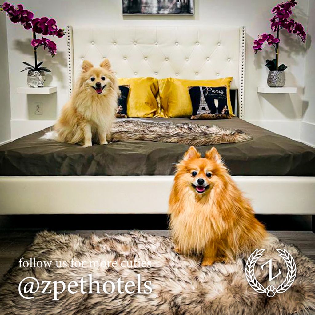 Z Pet Hotels Las Vegas