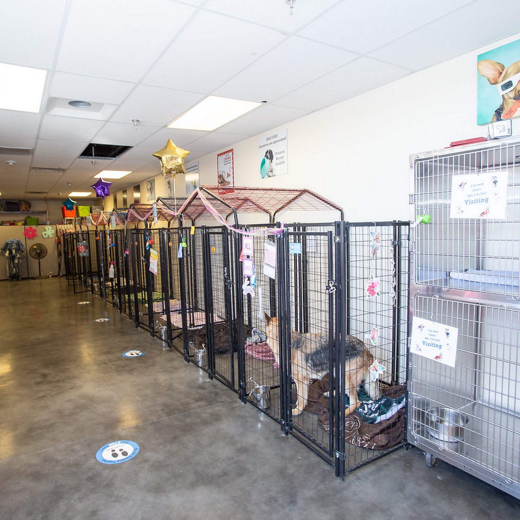 A Path 4 Paws Dog Rescue Las Vegas
