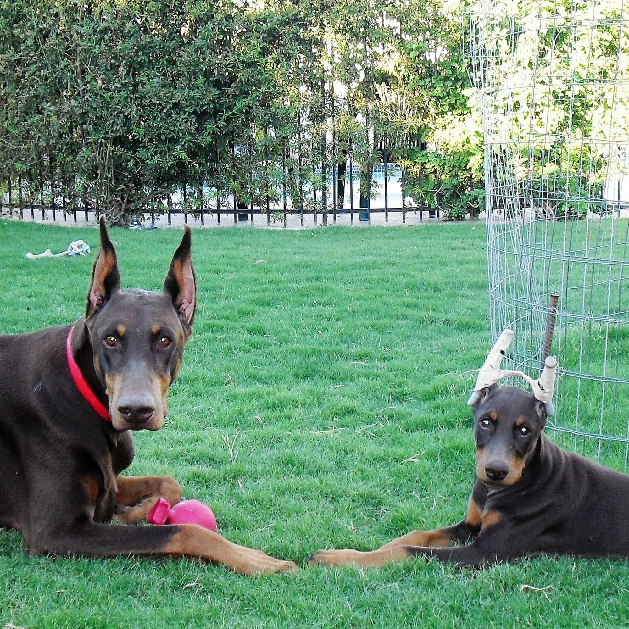 Las Vegas Doberman and Dachshund Rescue Las Vegas