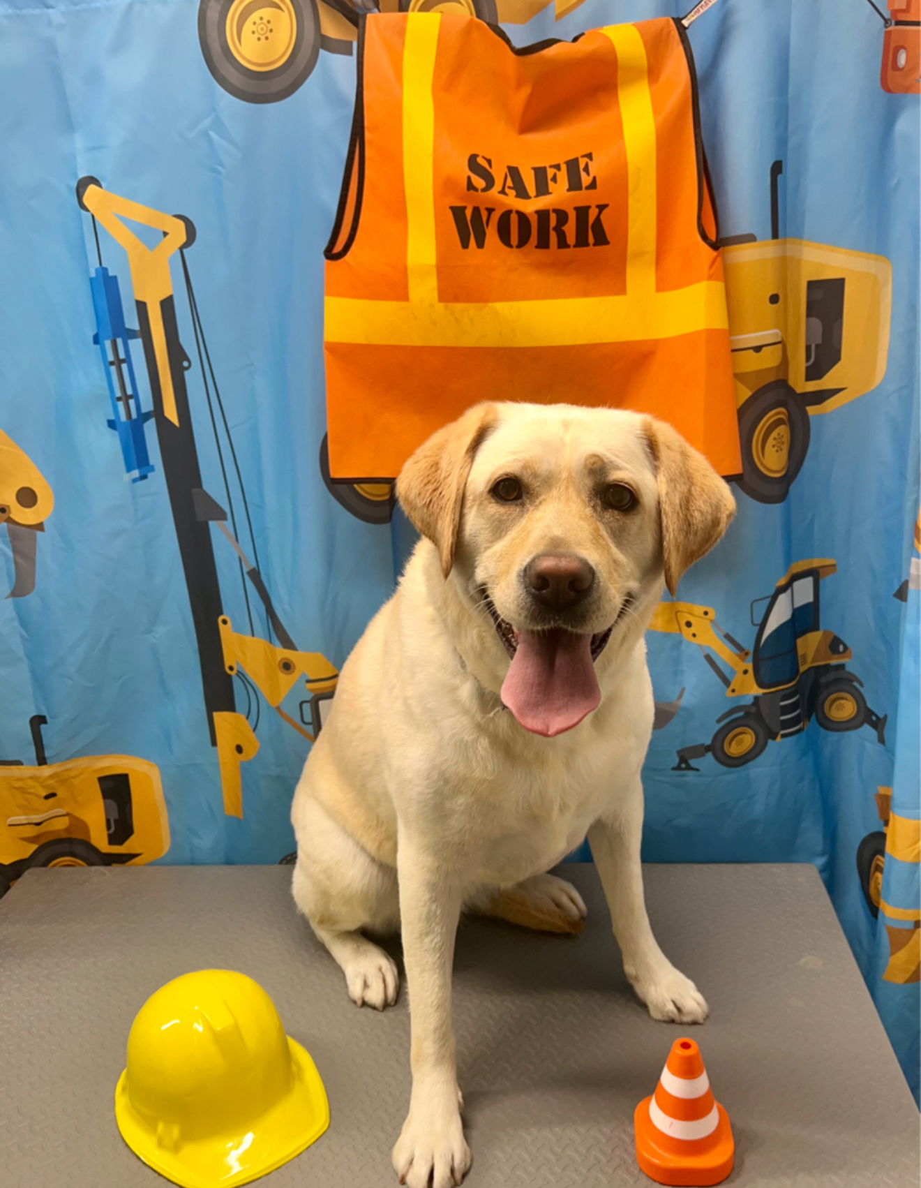 Whitney's Paw-Lished Pets Las Vegas