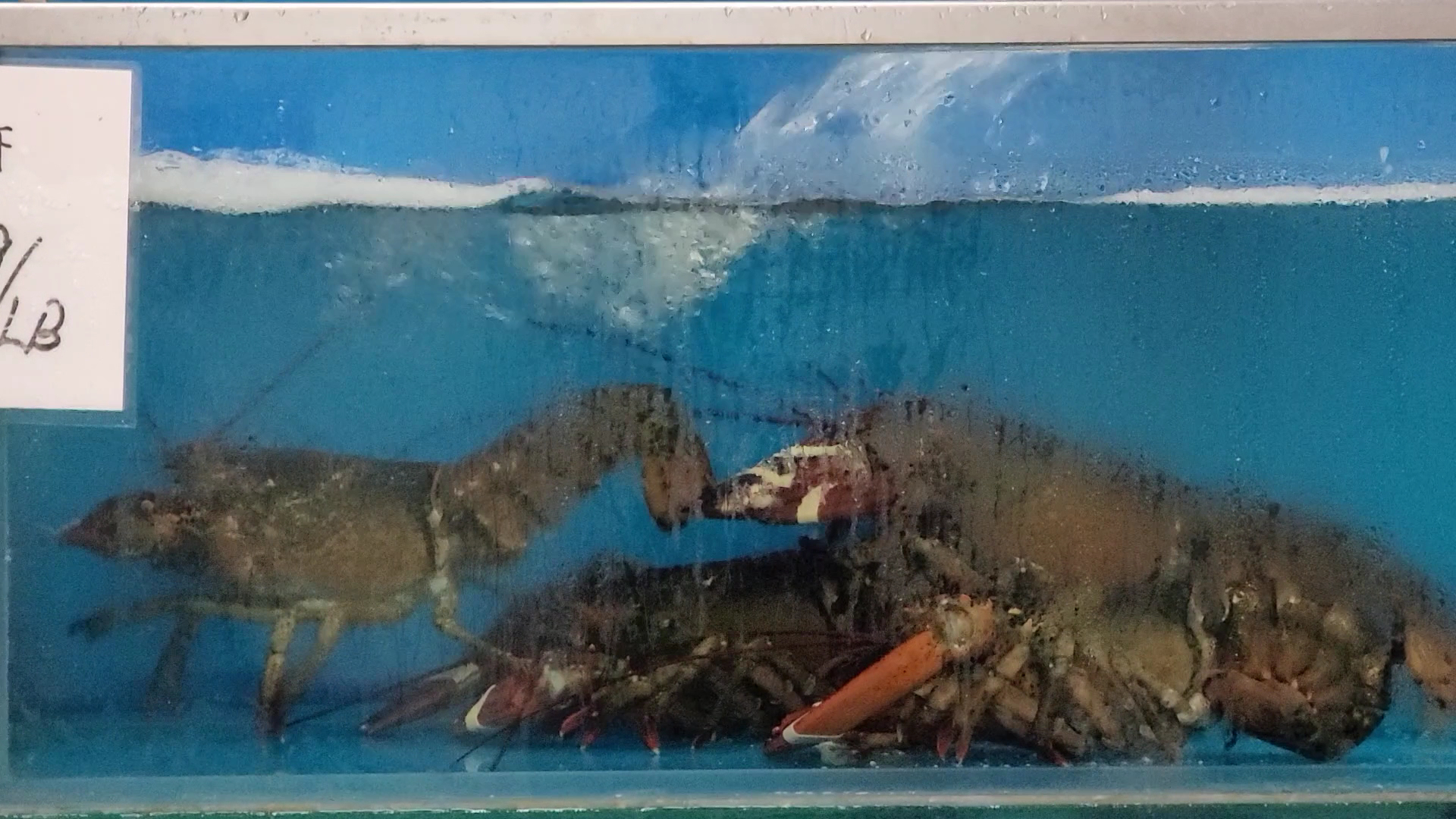 Quality Seafood Menu