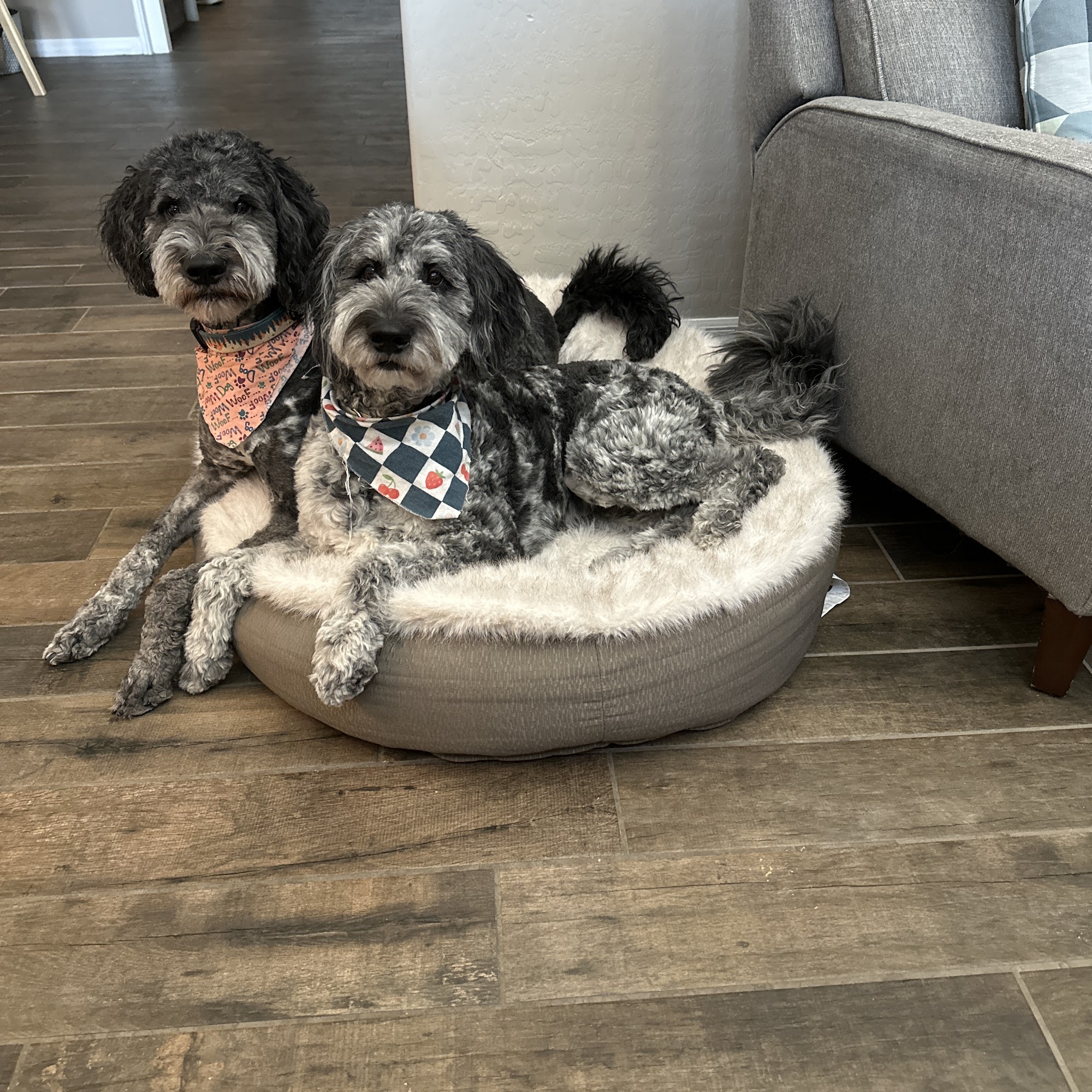 Top Dog Grooming Las Vegas