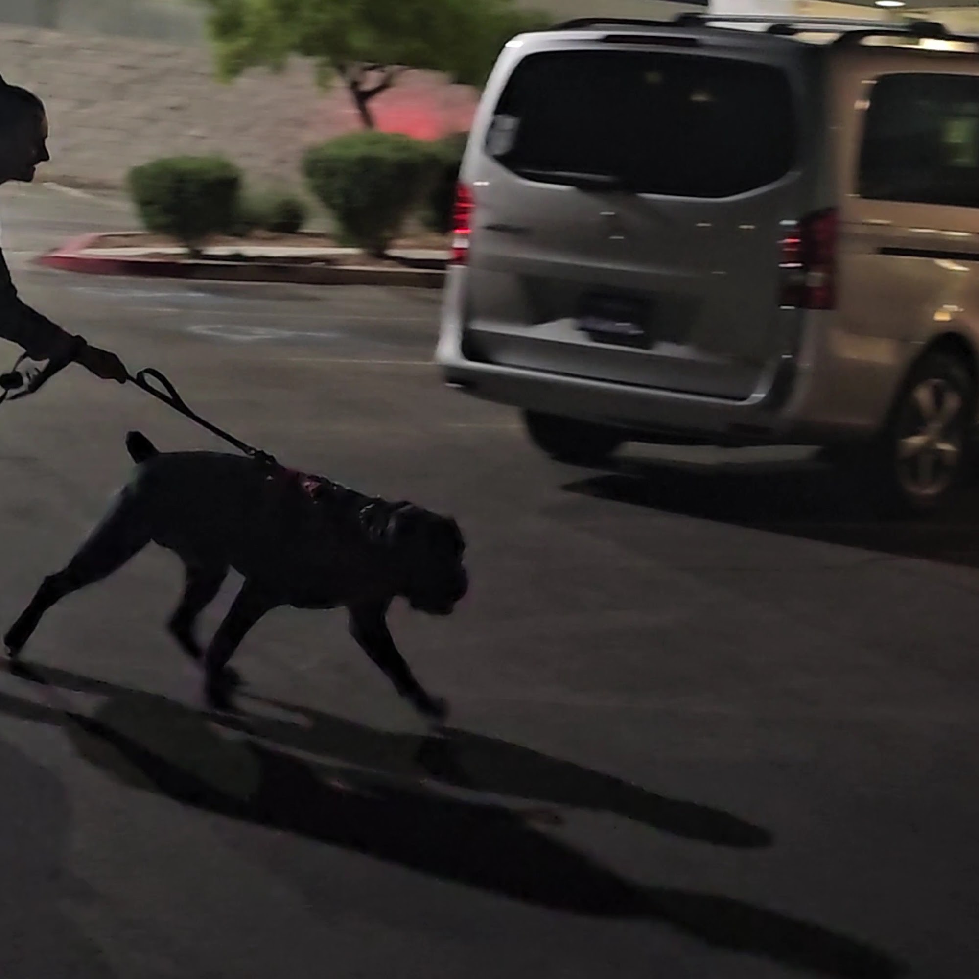 Impetus Animal Training Las Vegas