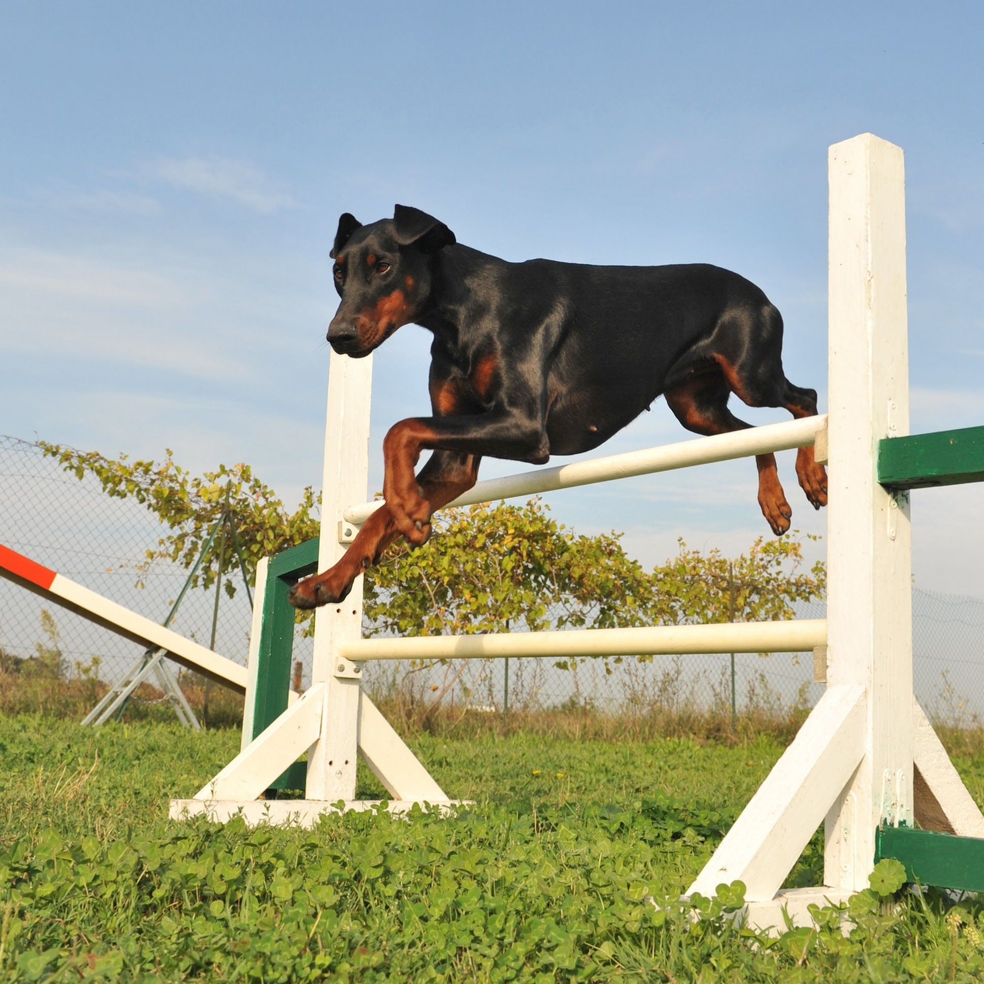 I Train Dogs Las Vegas