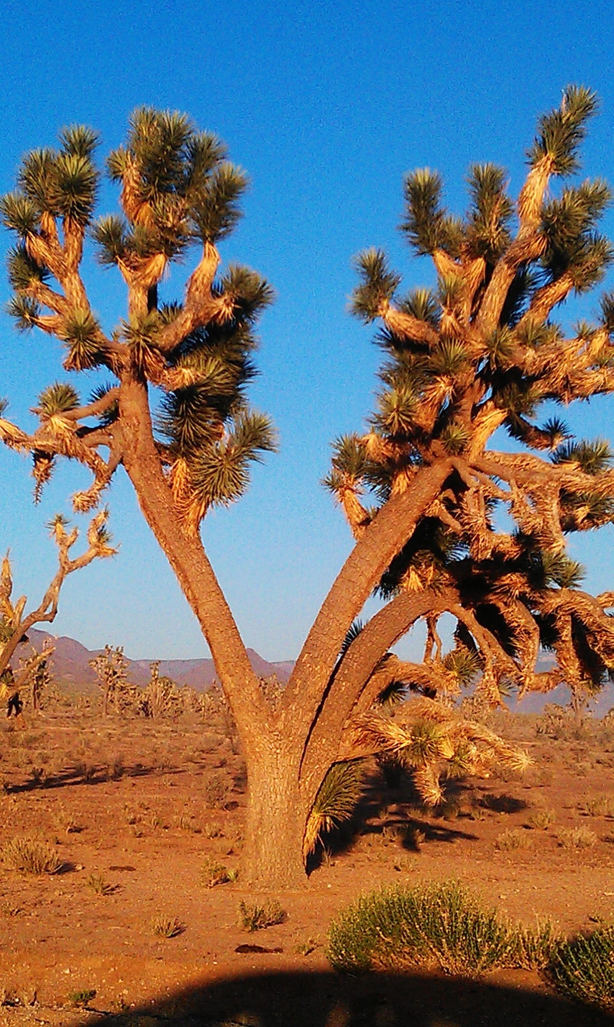 Mojave Counseling Center