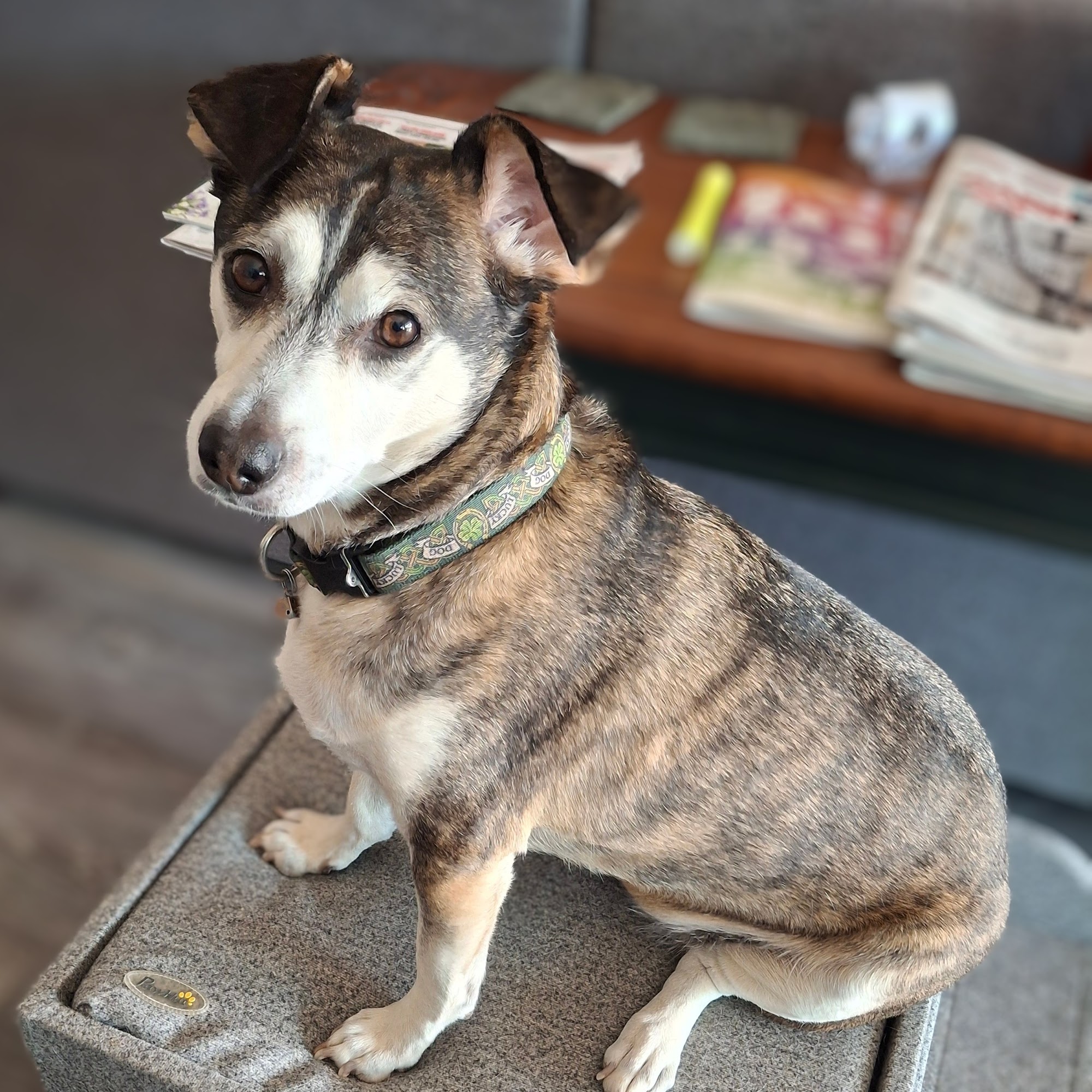 Mesquite Veterinary Clinic Mesquite