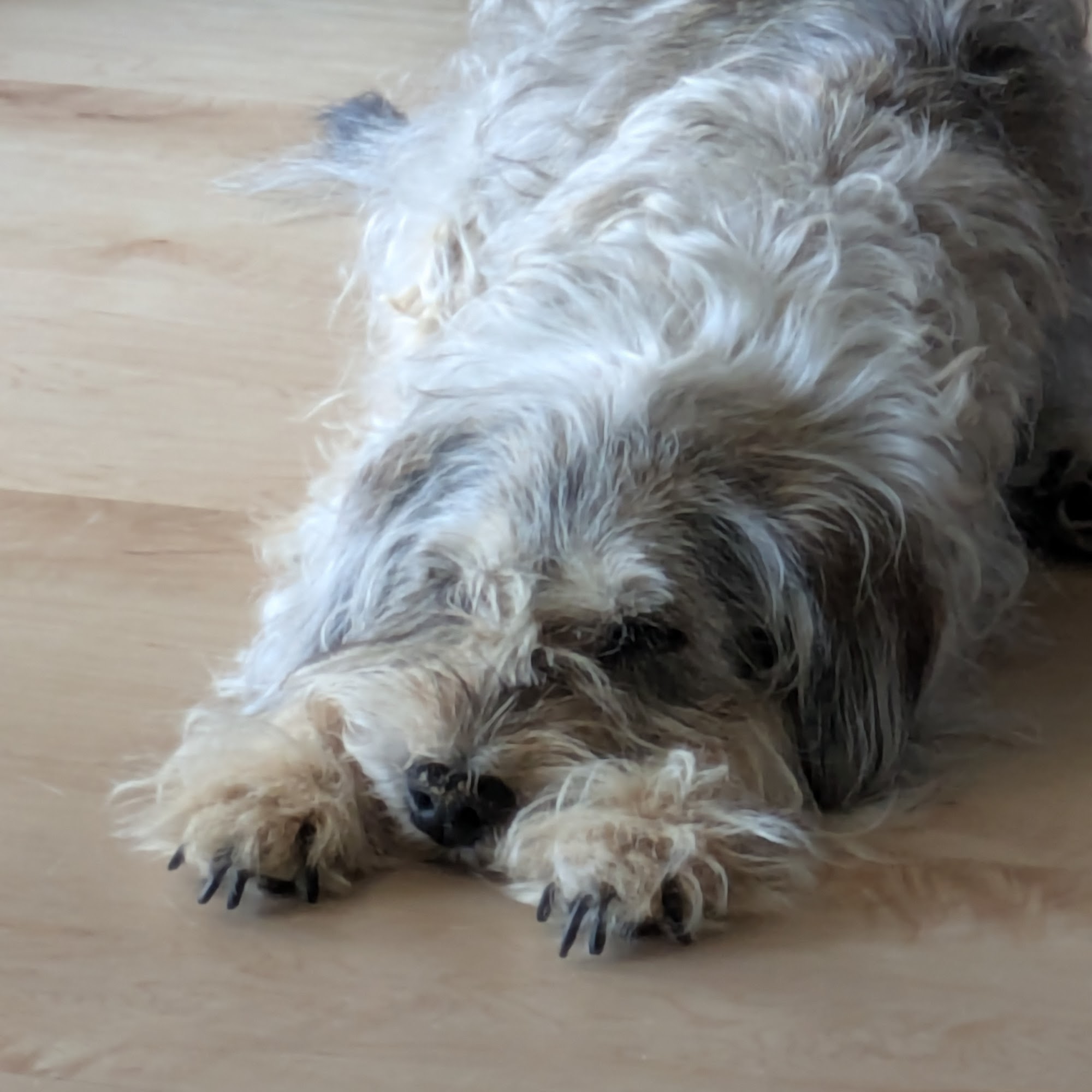 Virgin Valley Veterinary Hospital: Steyee James DVM Mesquite