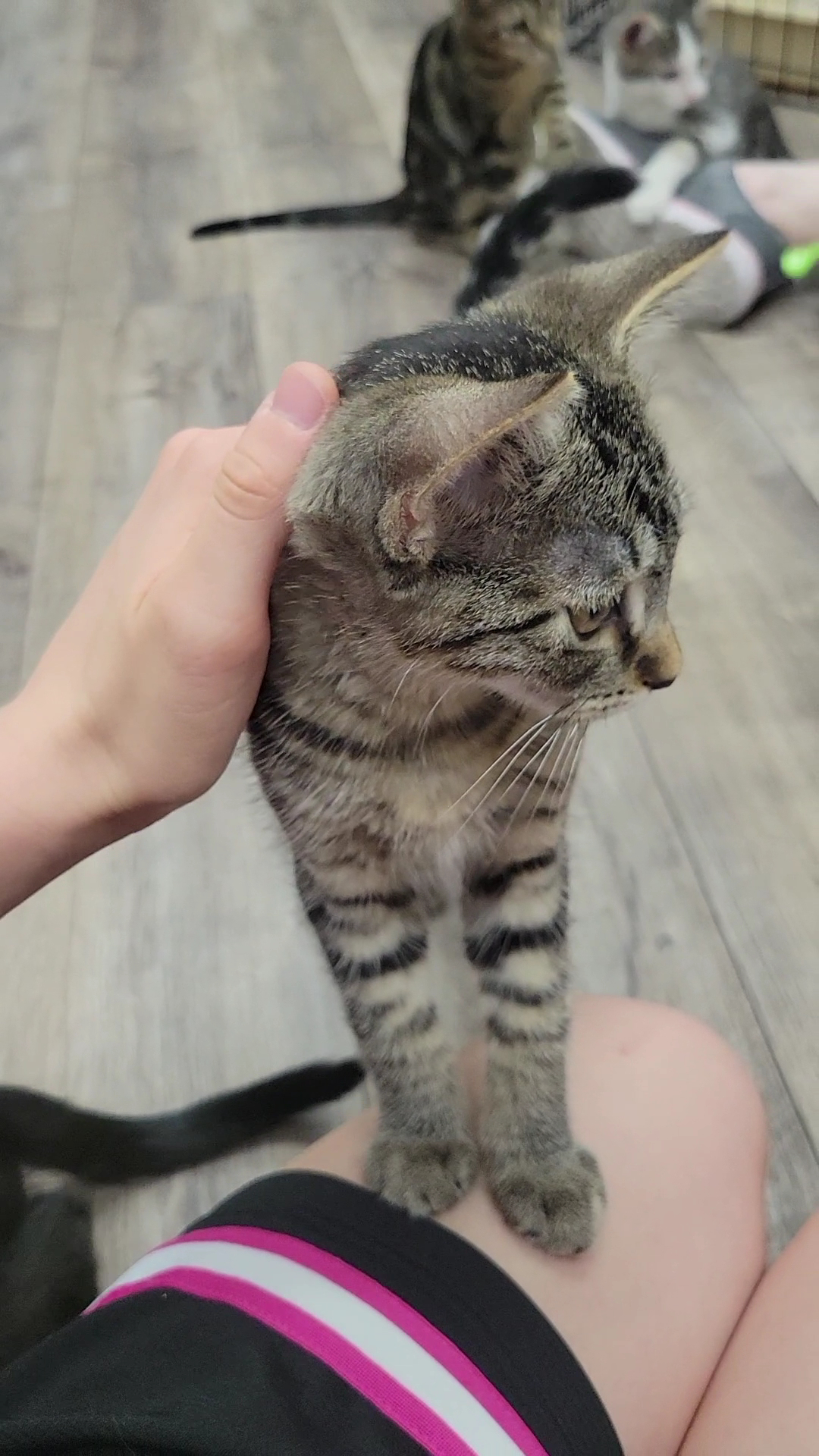 Mesquite Animal Shelter Mesquite