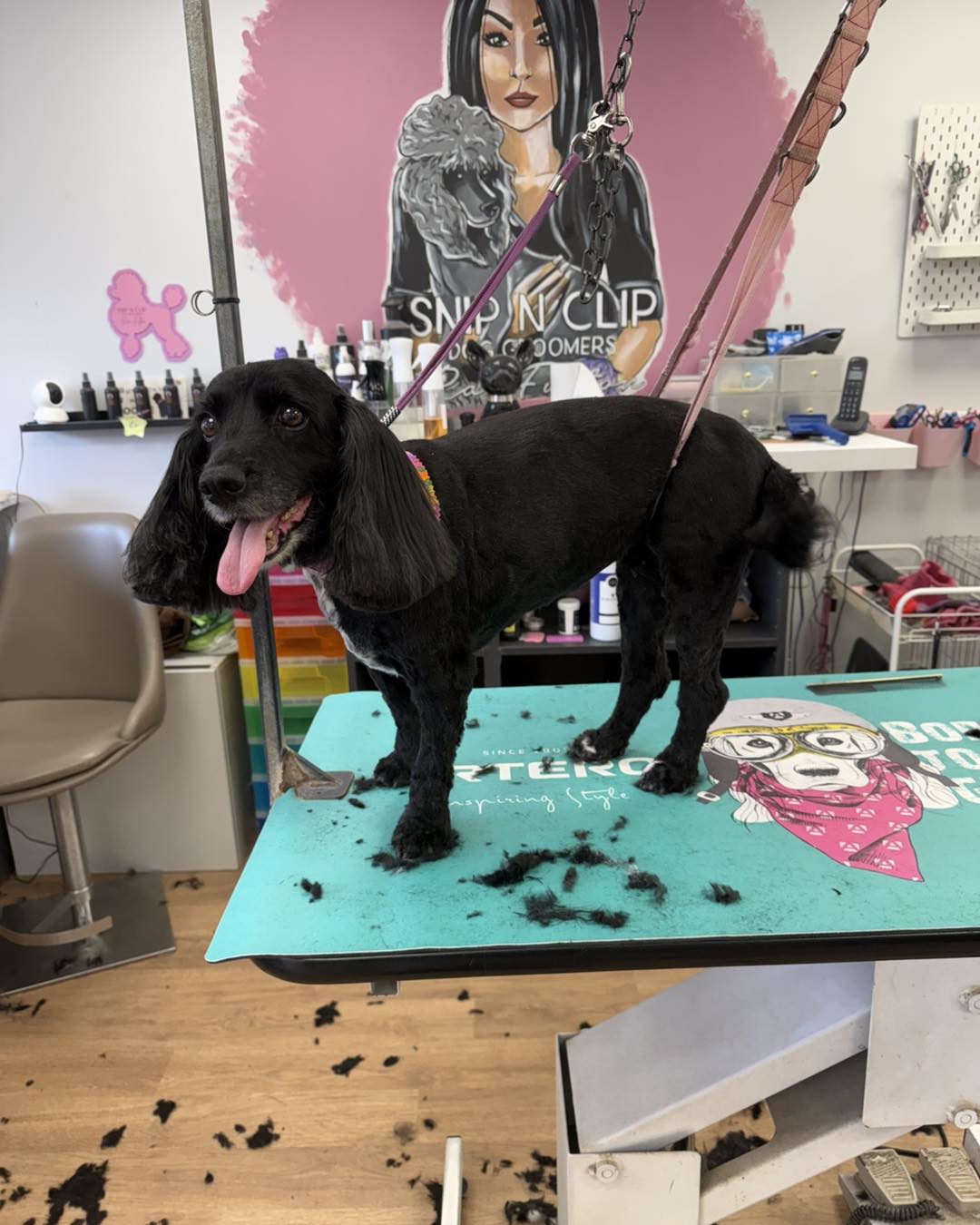Snip-N-Clip Dog Grooming Mesquite