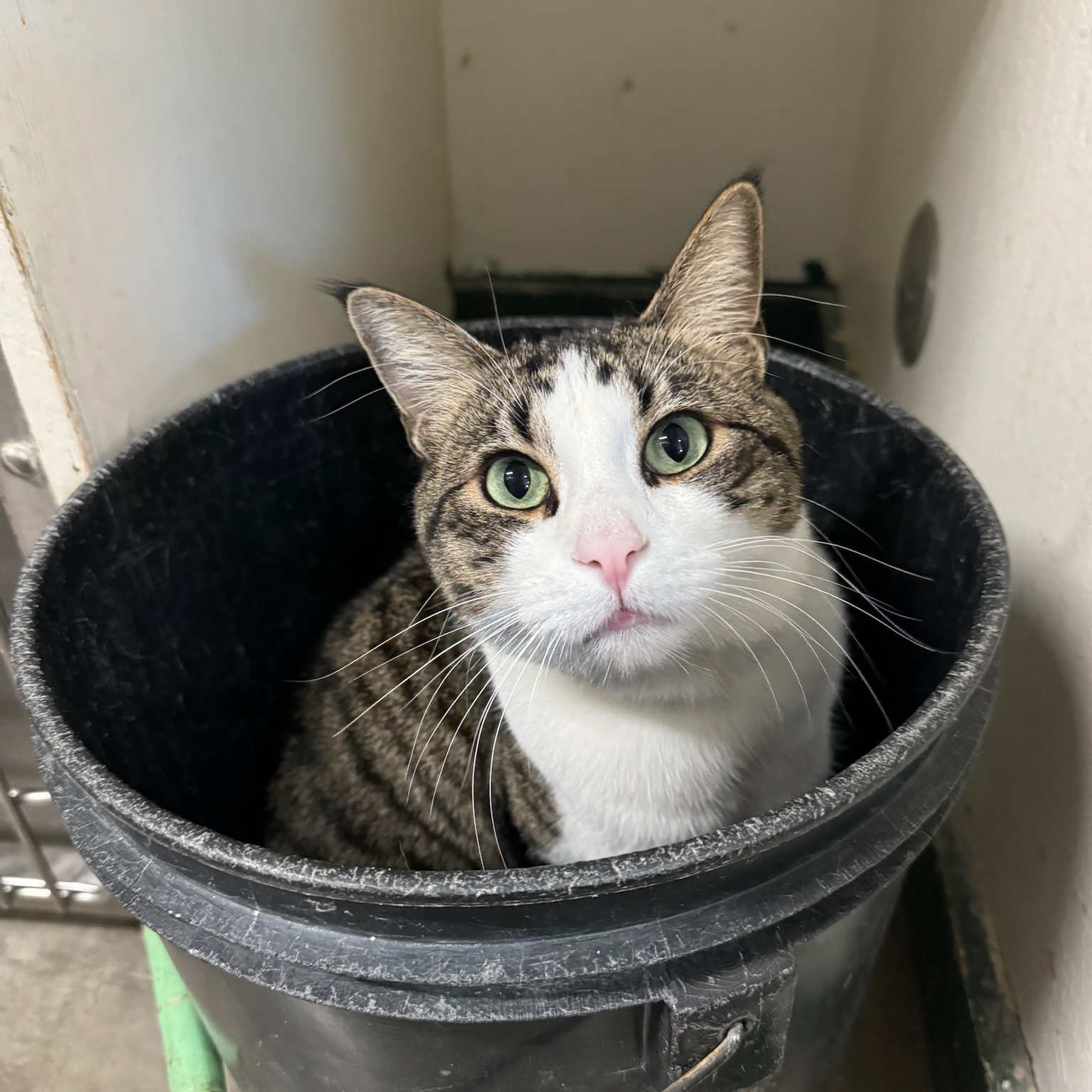 Kelsey's Groom Shop and Boarding Minden