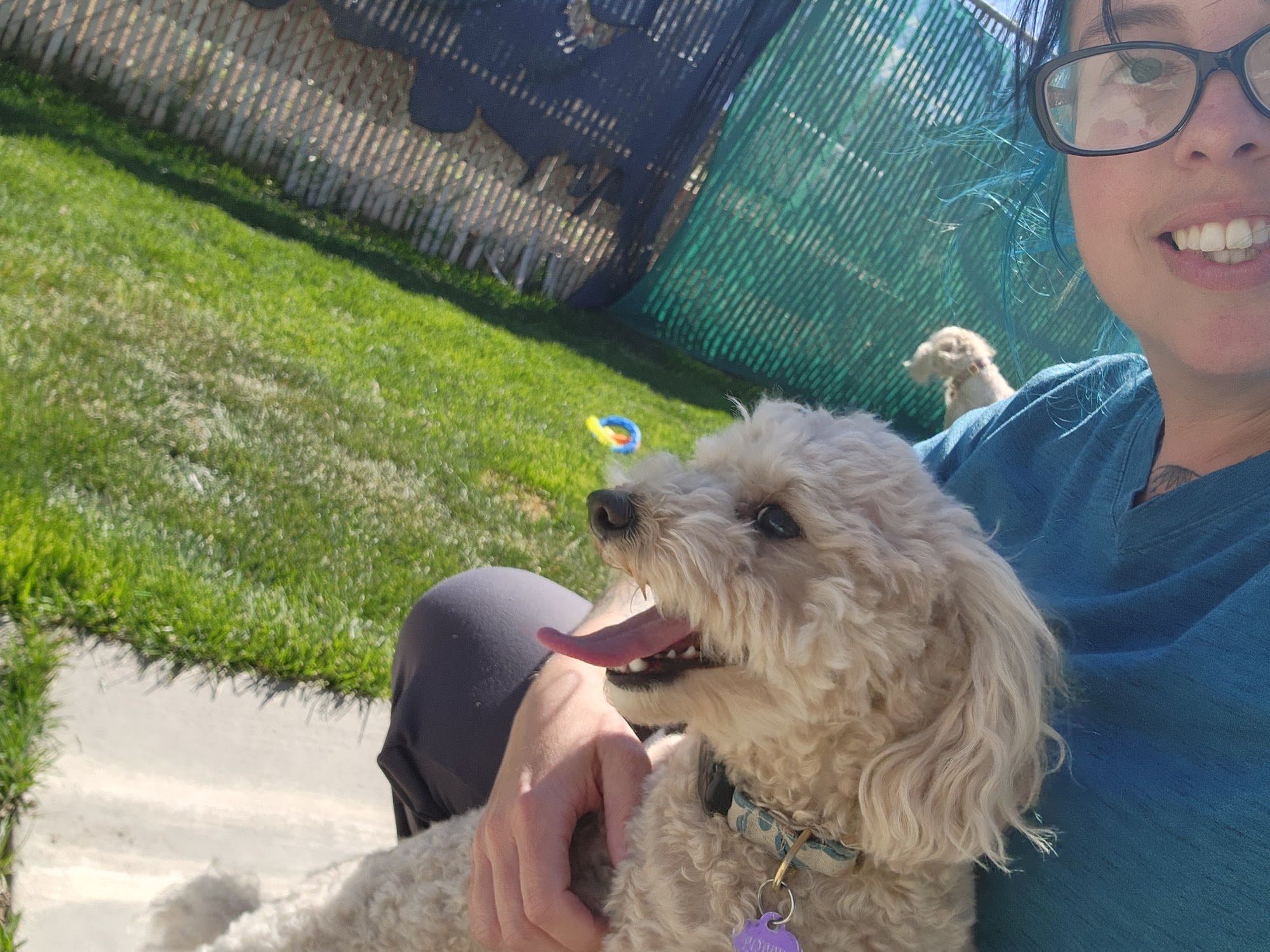 Country Inn Dog and Cat Kennels Minden