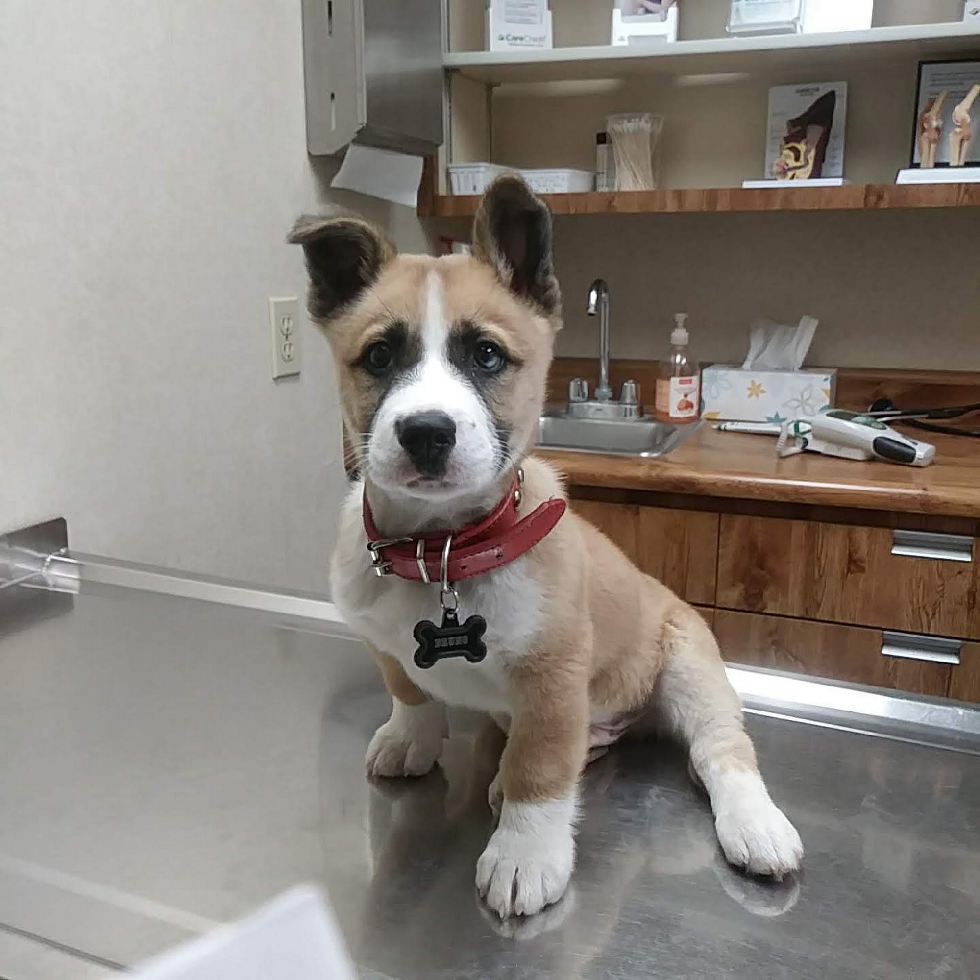 Doc Mo's Kindred Spirits Animal Hospital North Las Vegas