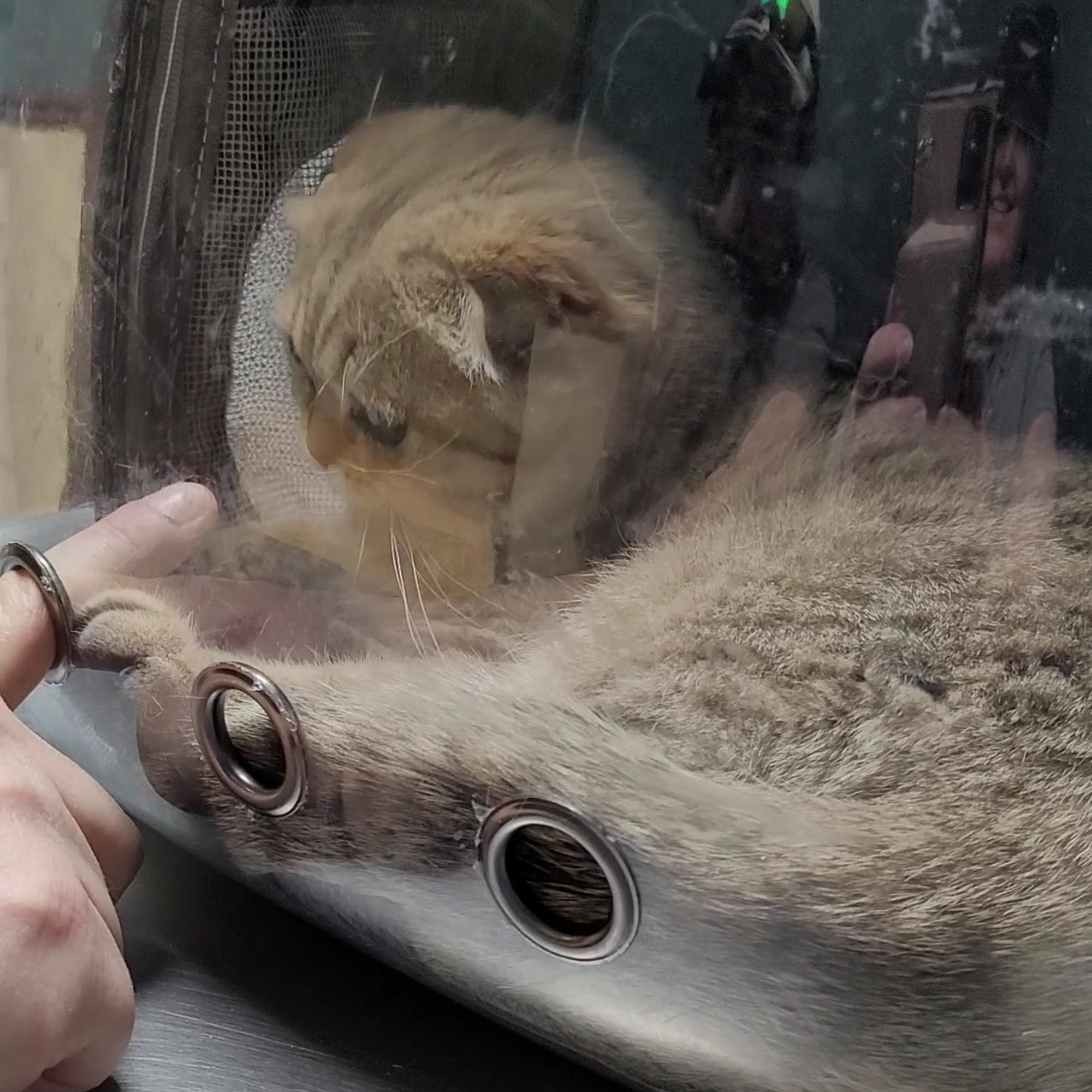 Camino Al Norte Animal Hospital North Las Vegas