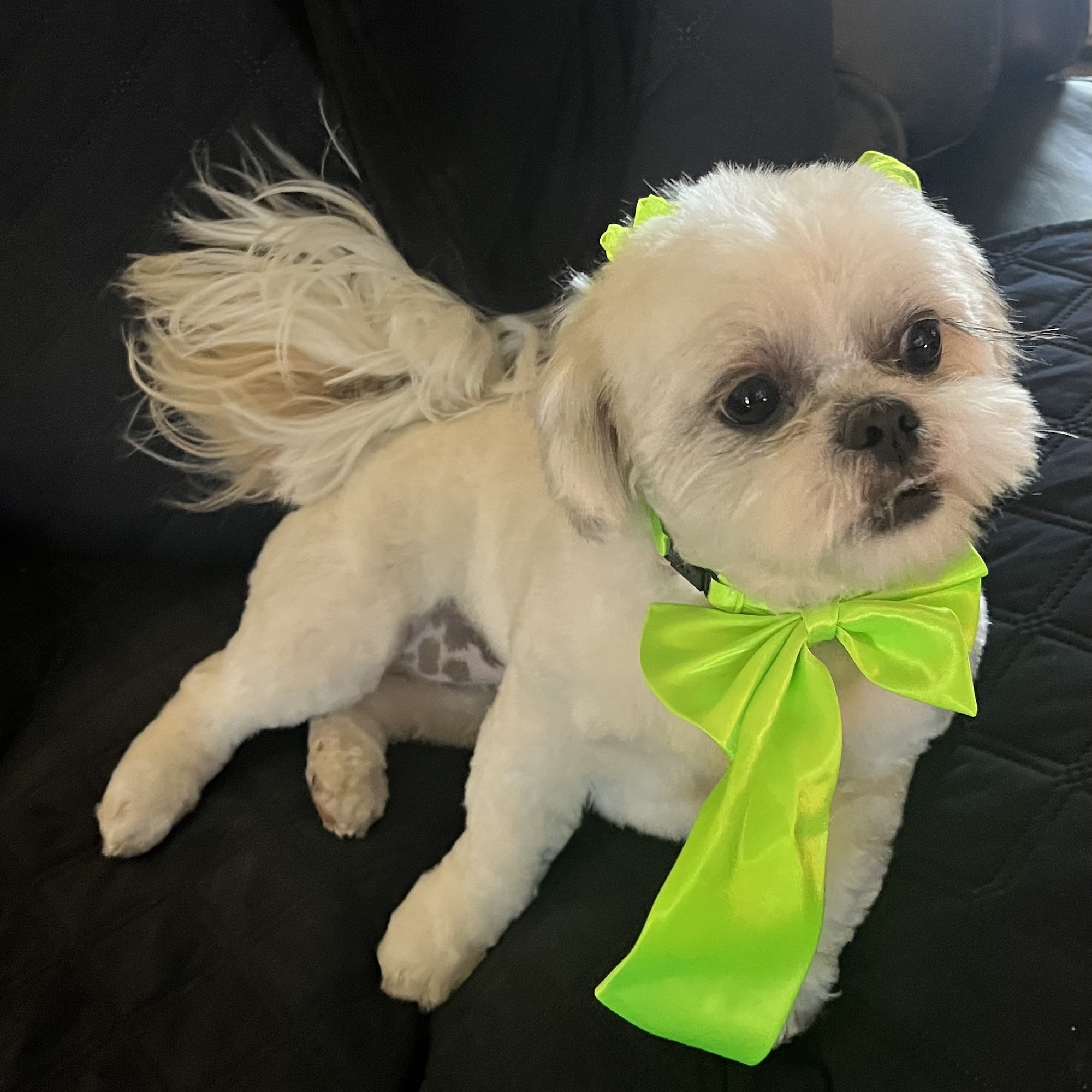 Leashes Pet Salon North Las Vegas