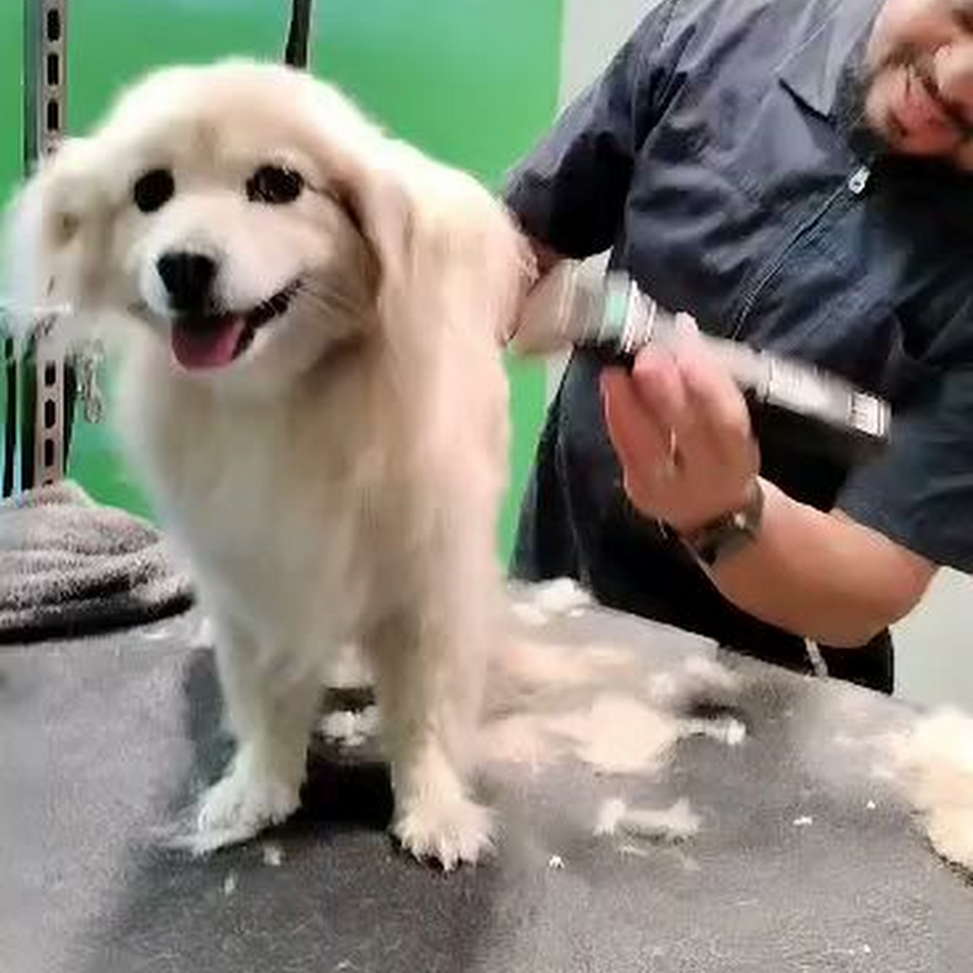 Trejos dog grooming North Las Vegas