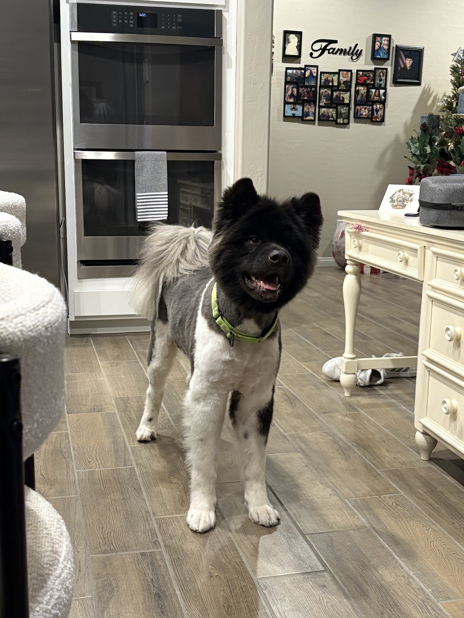 Kamp K-9 and kitties too! Pahrump