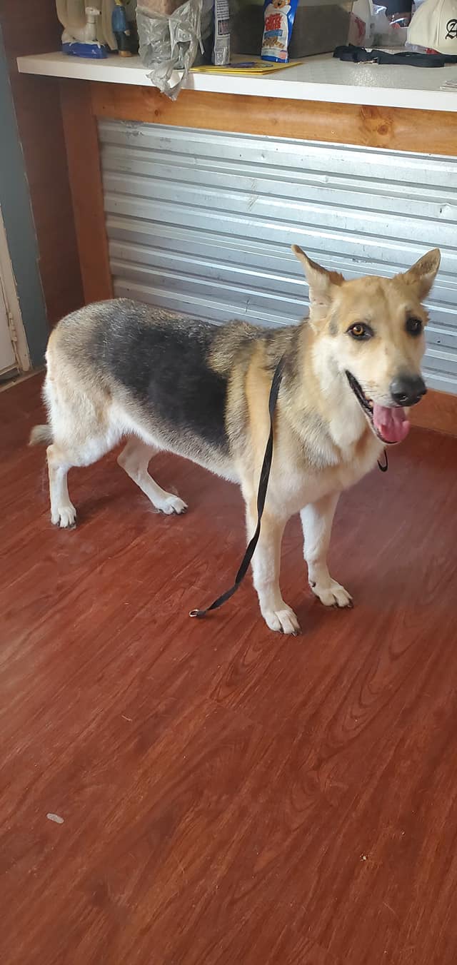 Big Dogs Grooming & Boarding Pahrump