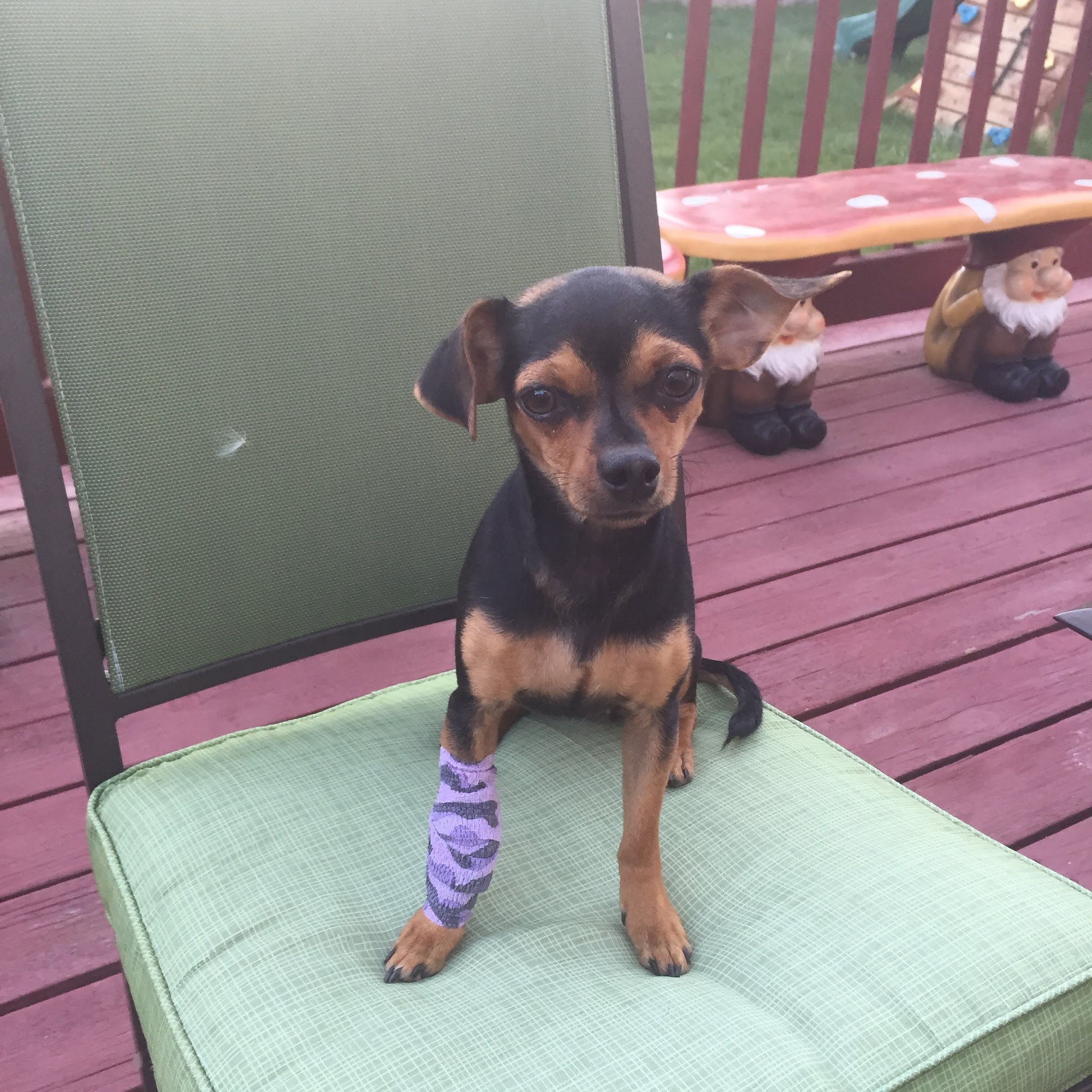 Kings Row Pet Hospital Reno