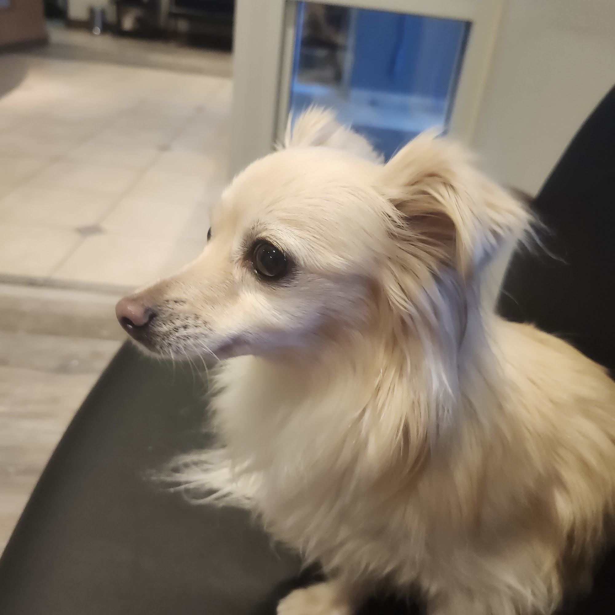 Brinkby Animal Hospital Reno