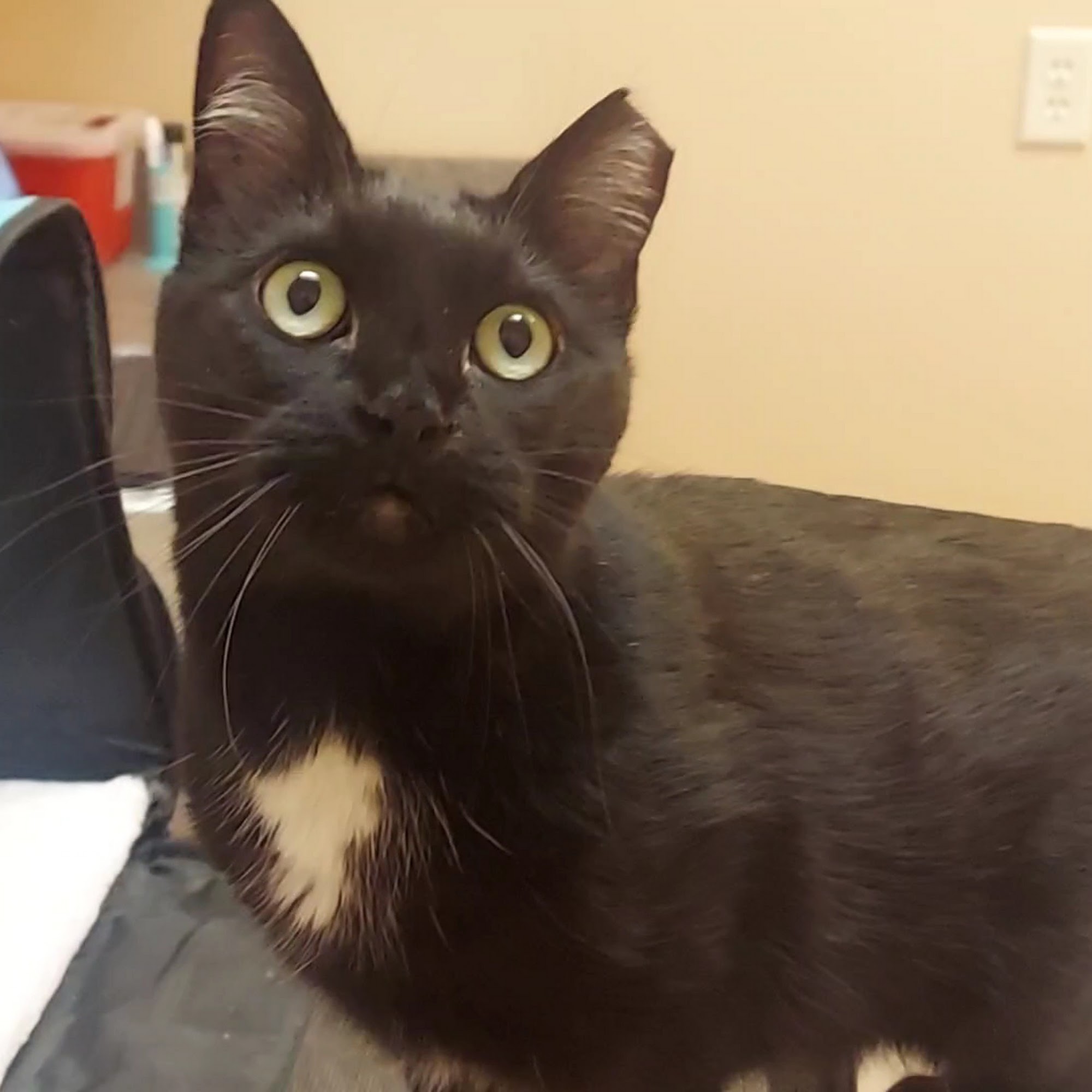 Peavine Animal Hospital Reno