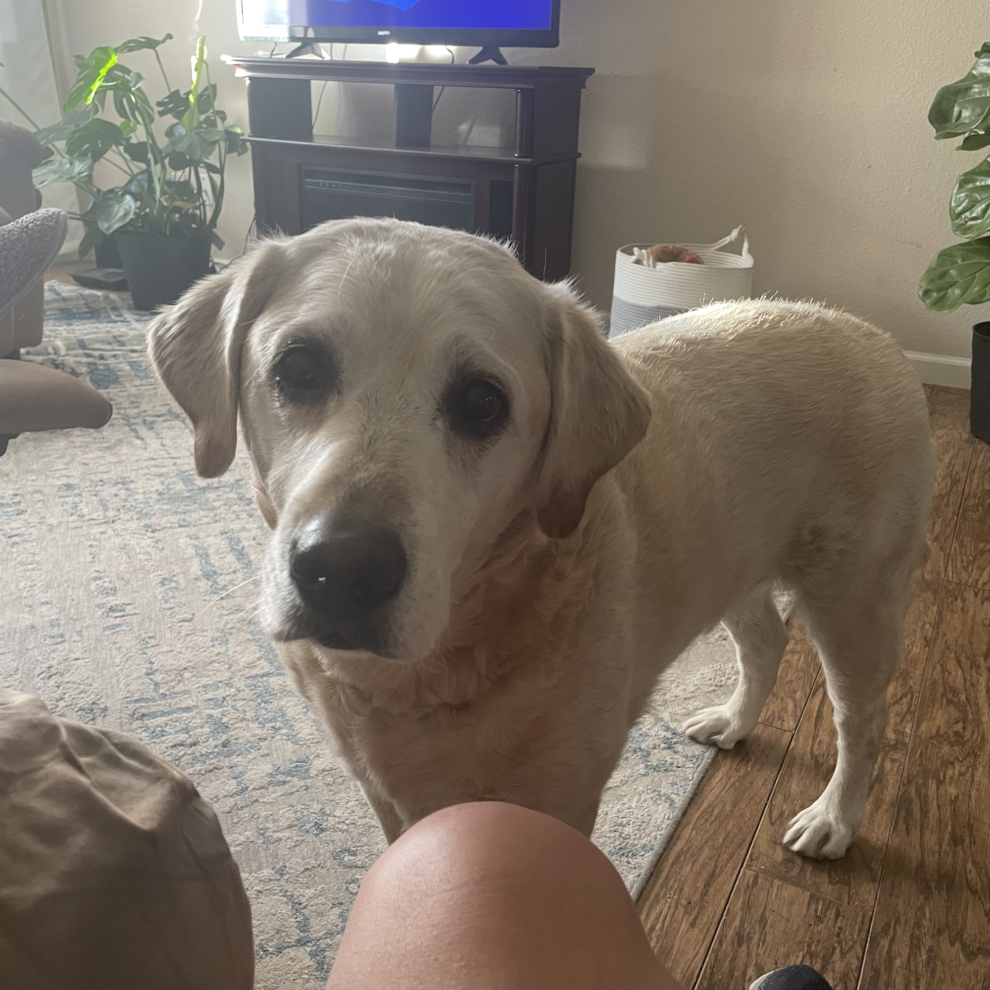 Eye Care for Animals - Reno Reno