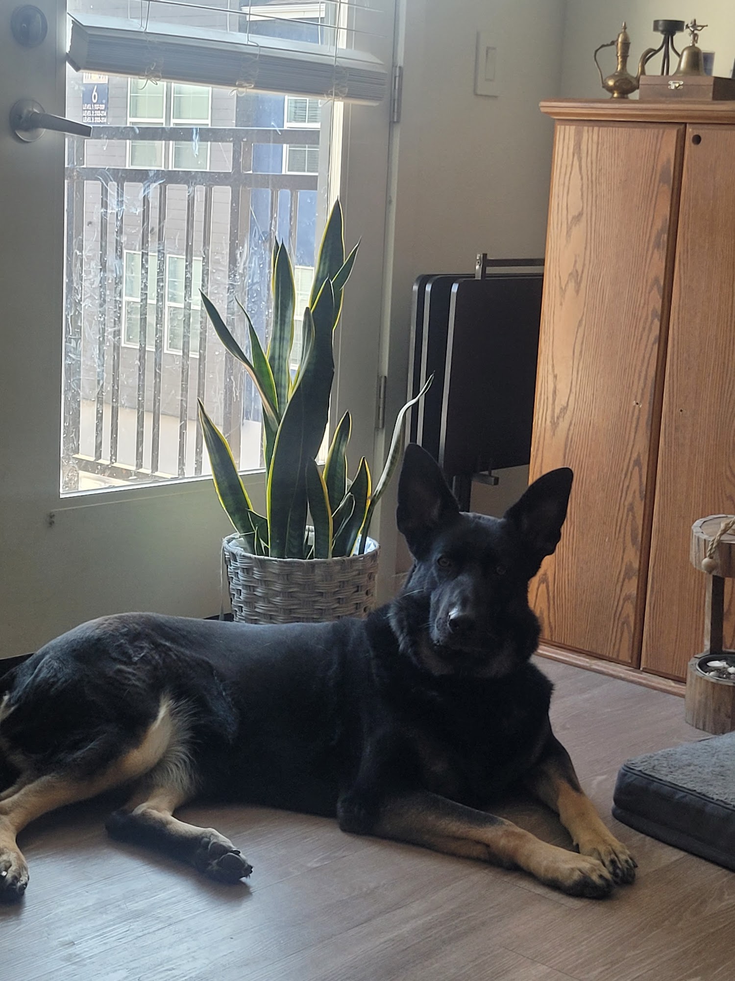 SPCA of Northern Nevada Shelter Reno