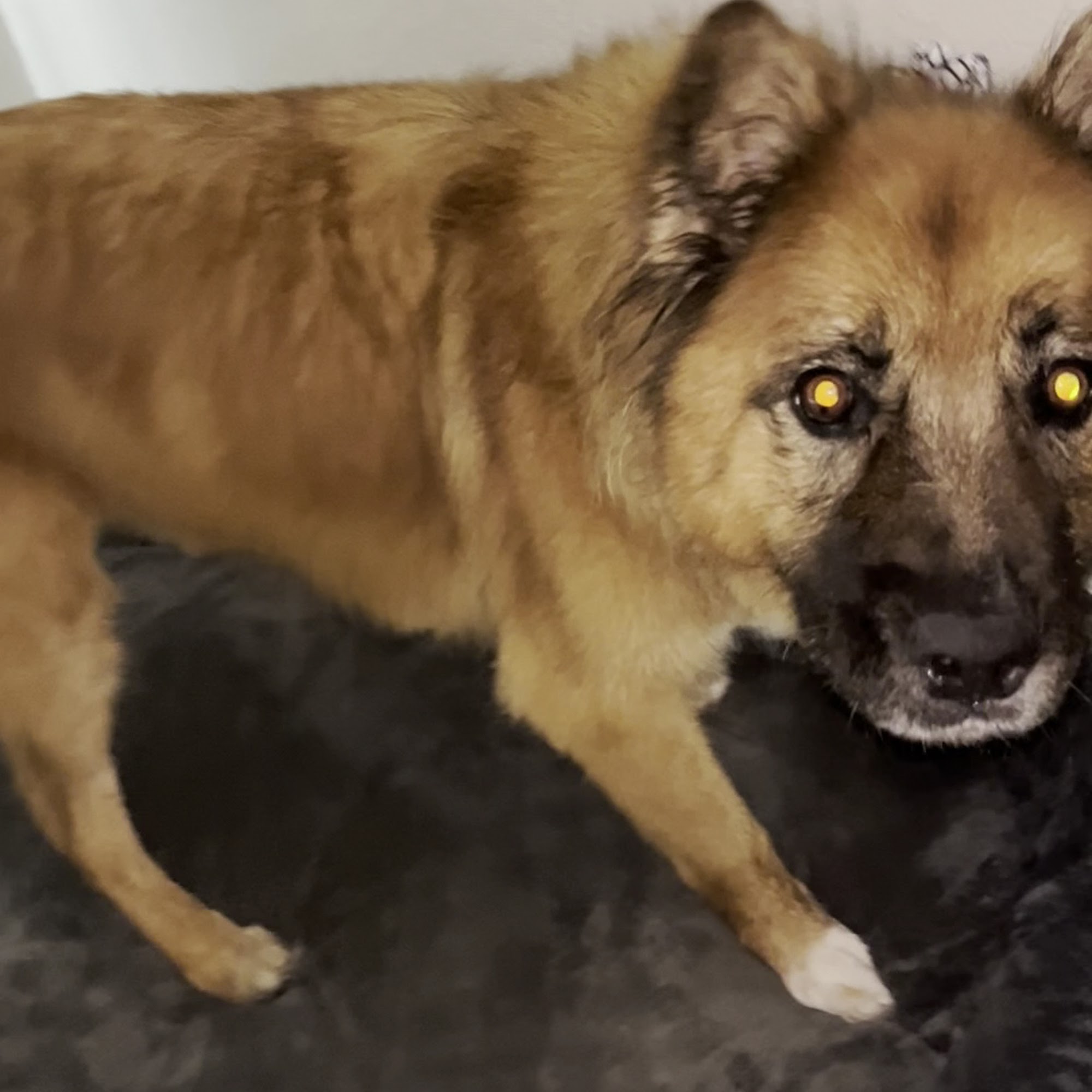 Alice's Pet Parlor and Midtown Mutts Reno