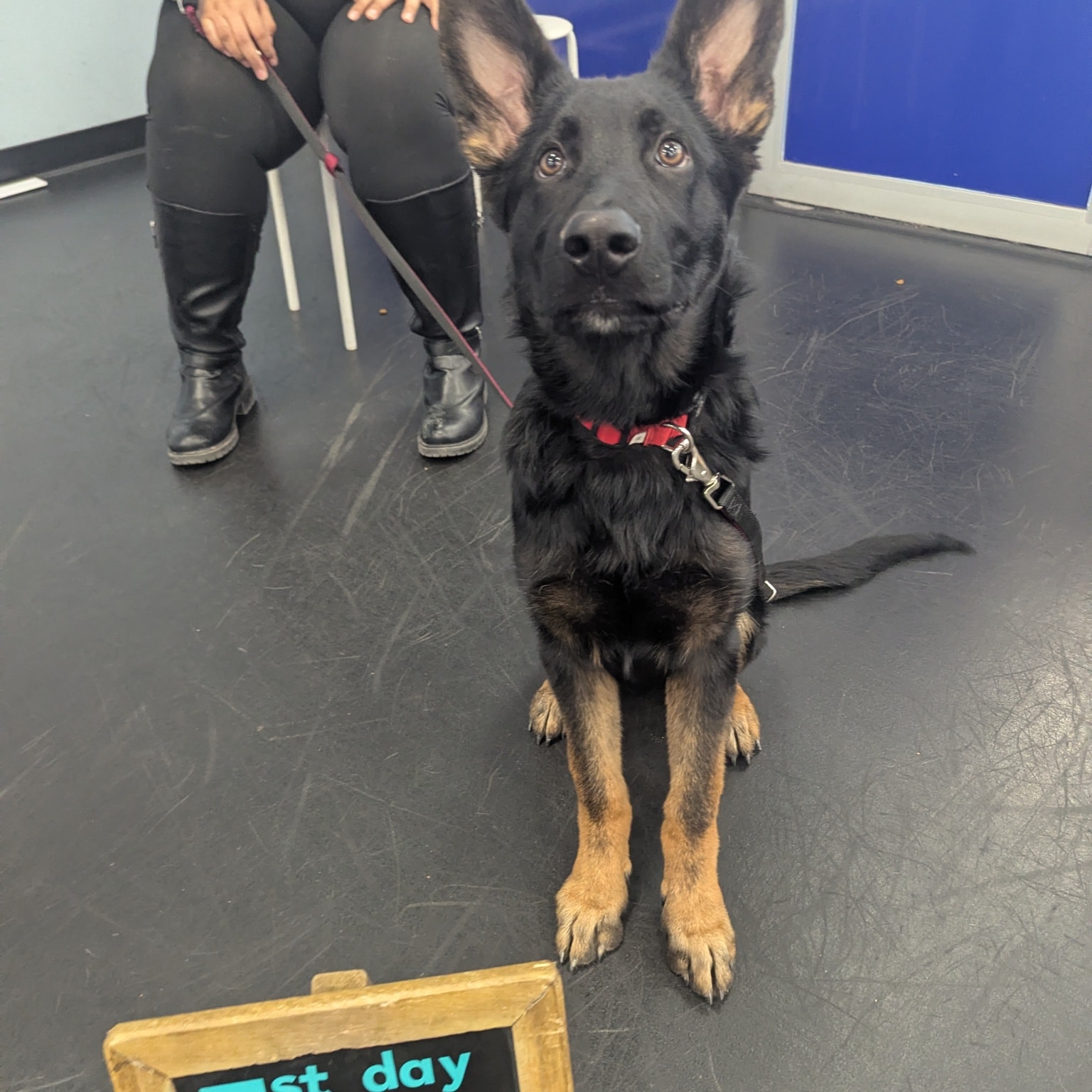 Zoom Room Dog Training Reno