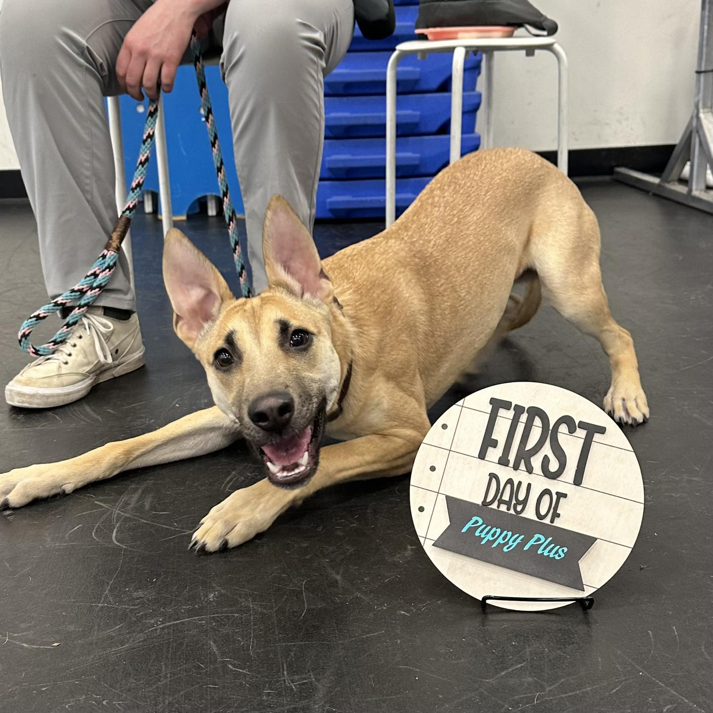 Zoom Room Dog Training Reno