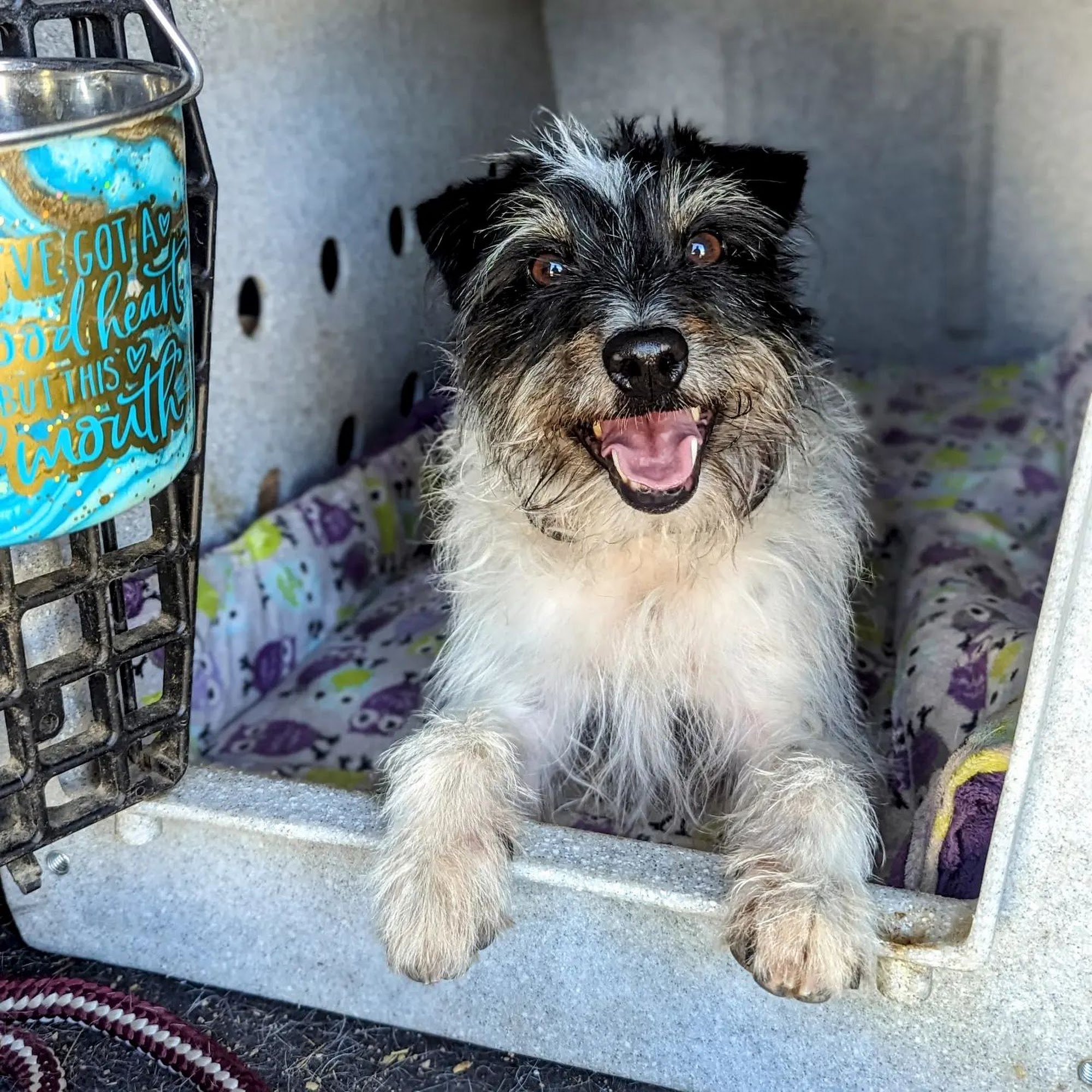 Revolution Dog Sports Reno