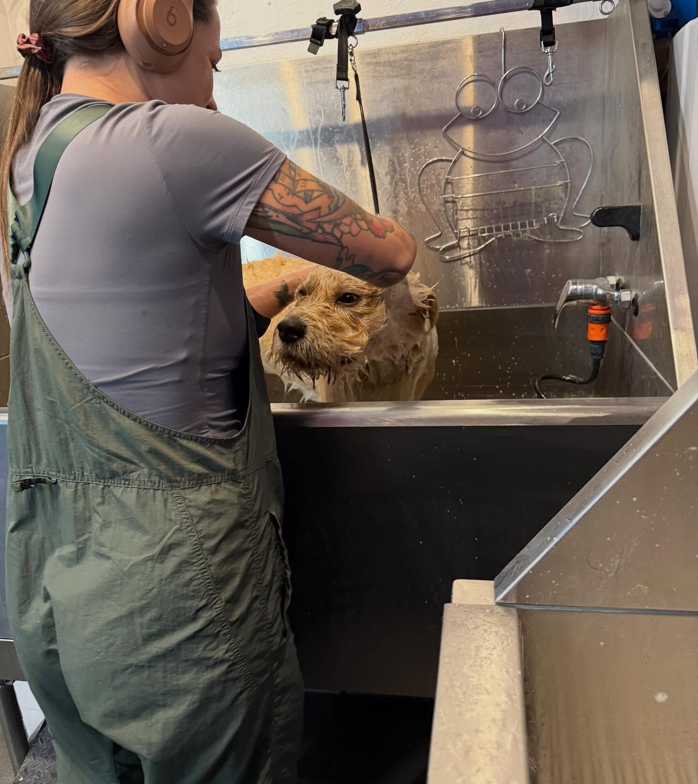 Pack City Doggie Stylez Reno