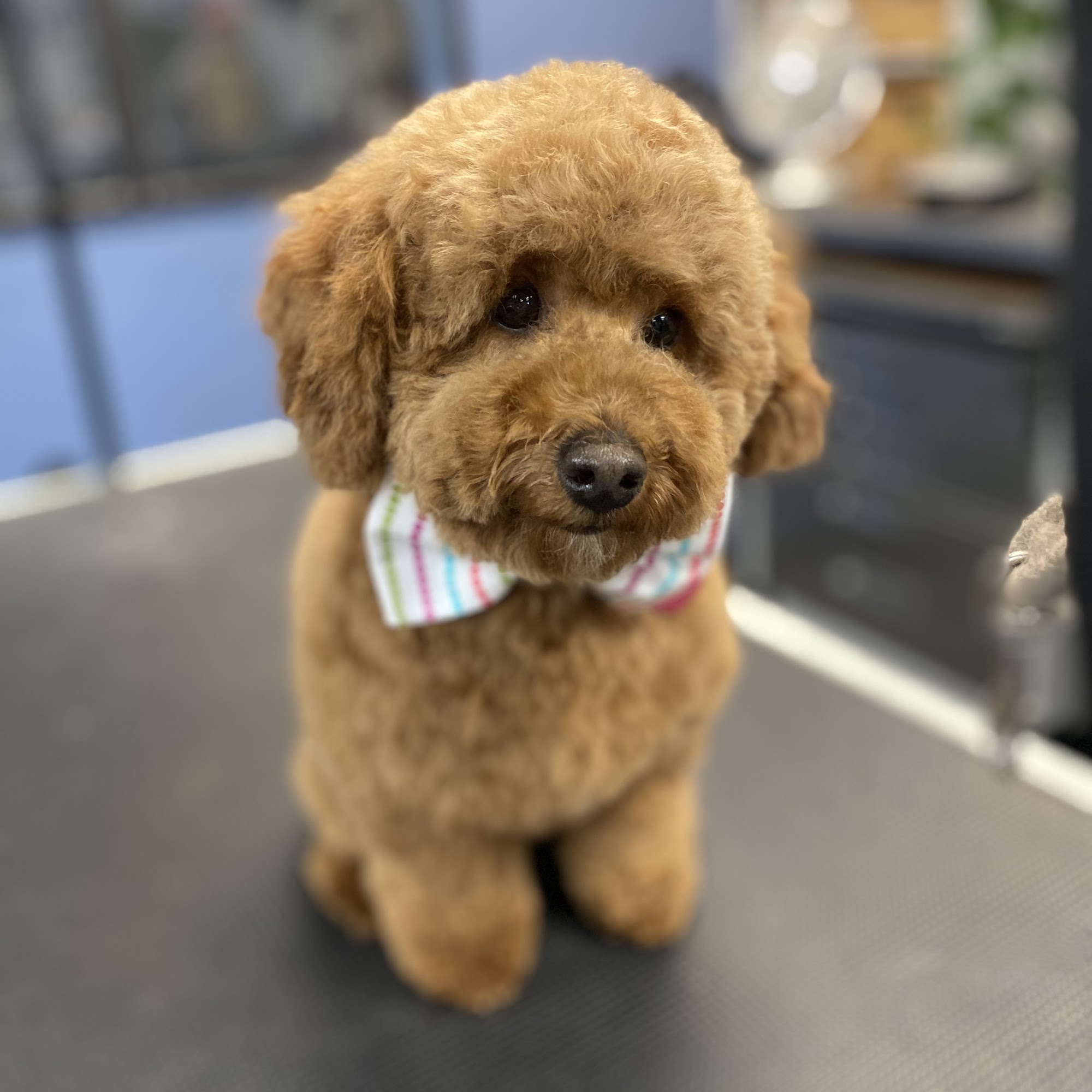 Pack City Doggie Stylez Reno