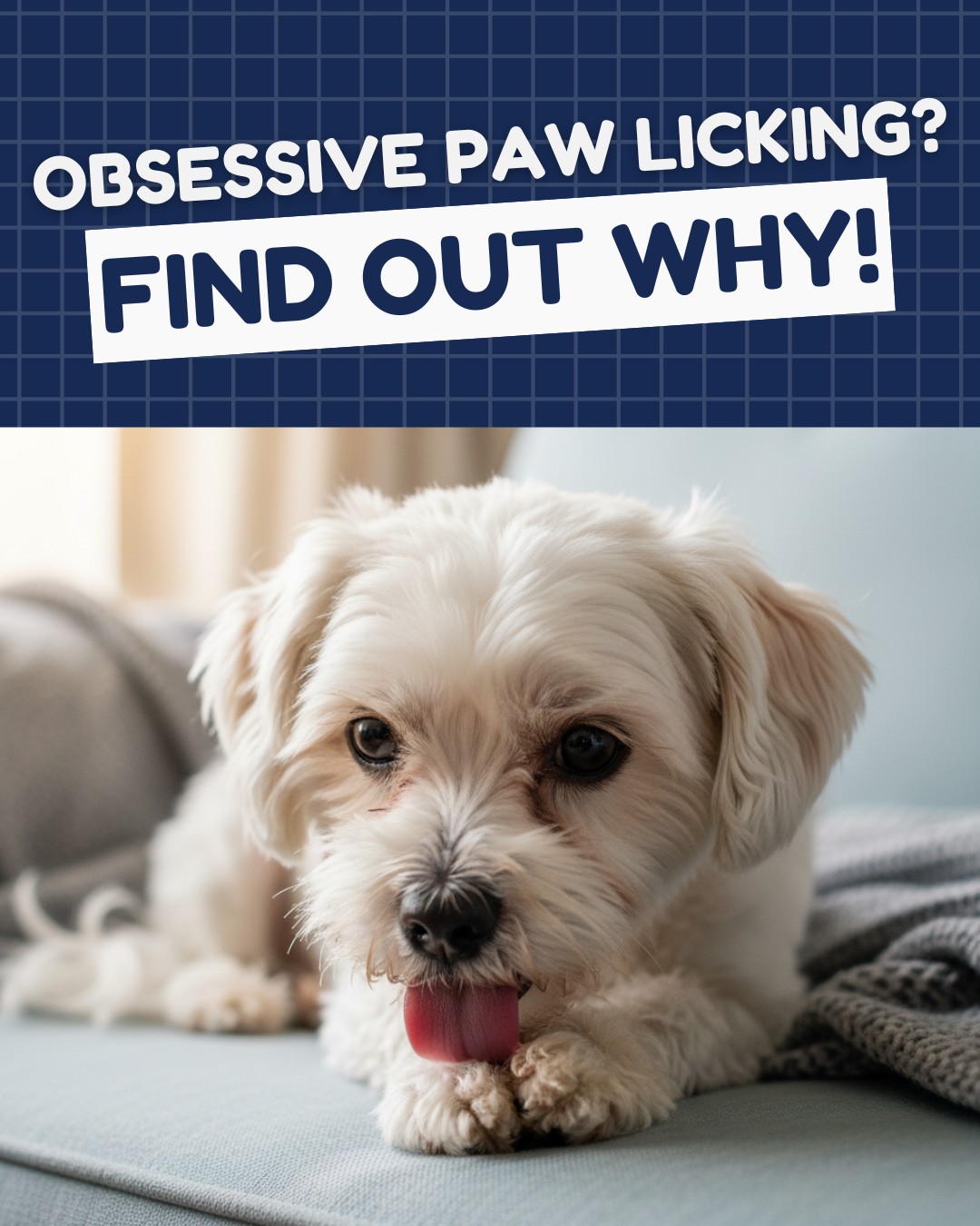 Aspen Animal Wellness Reno