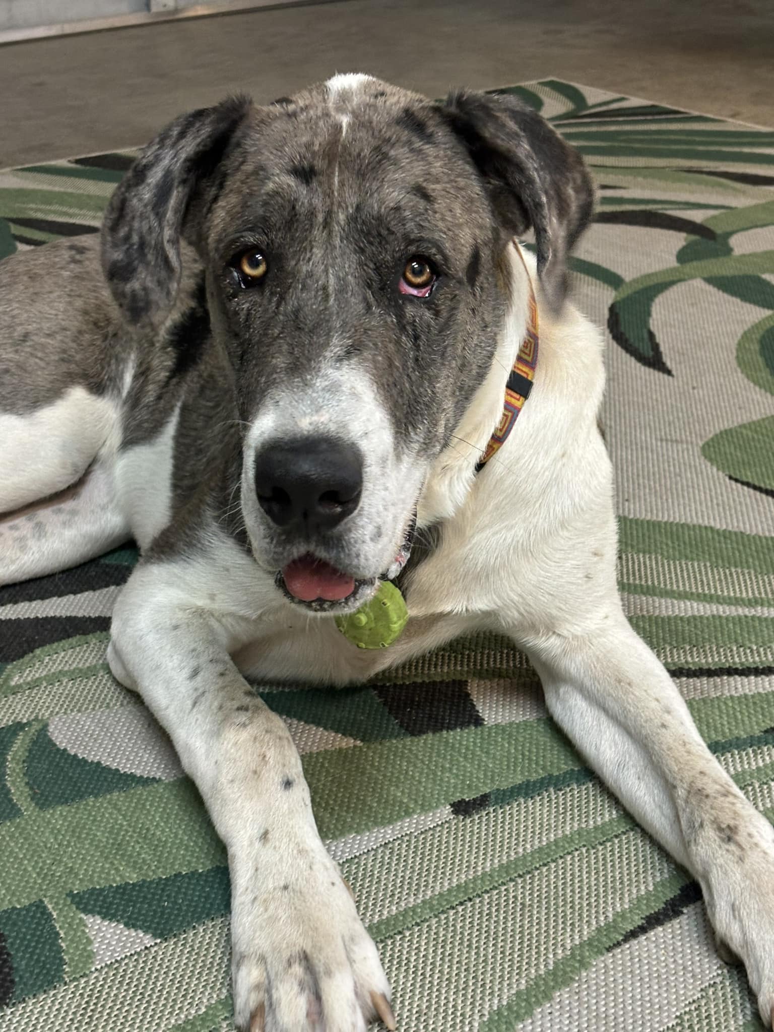 Dog Training Reno - Oh Behave!