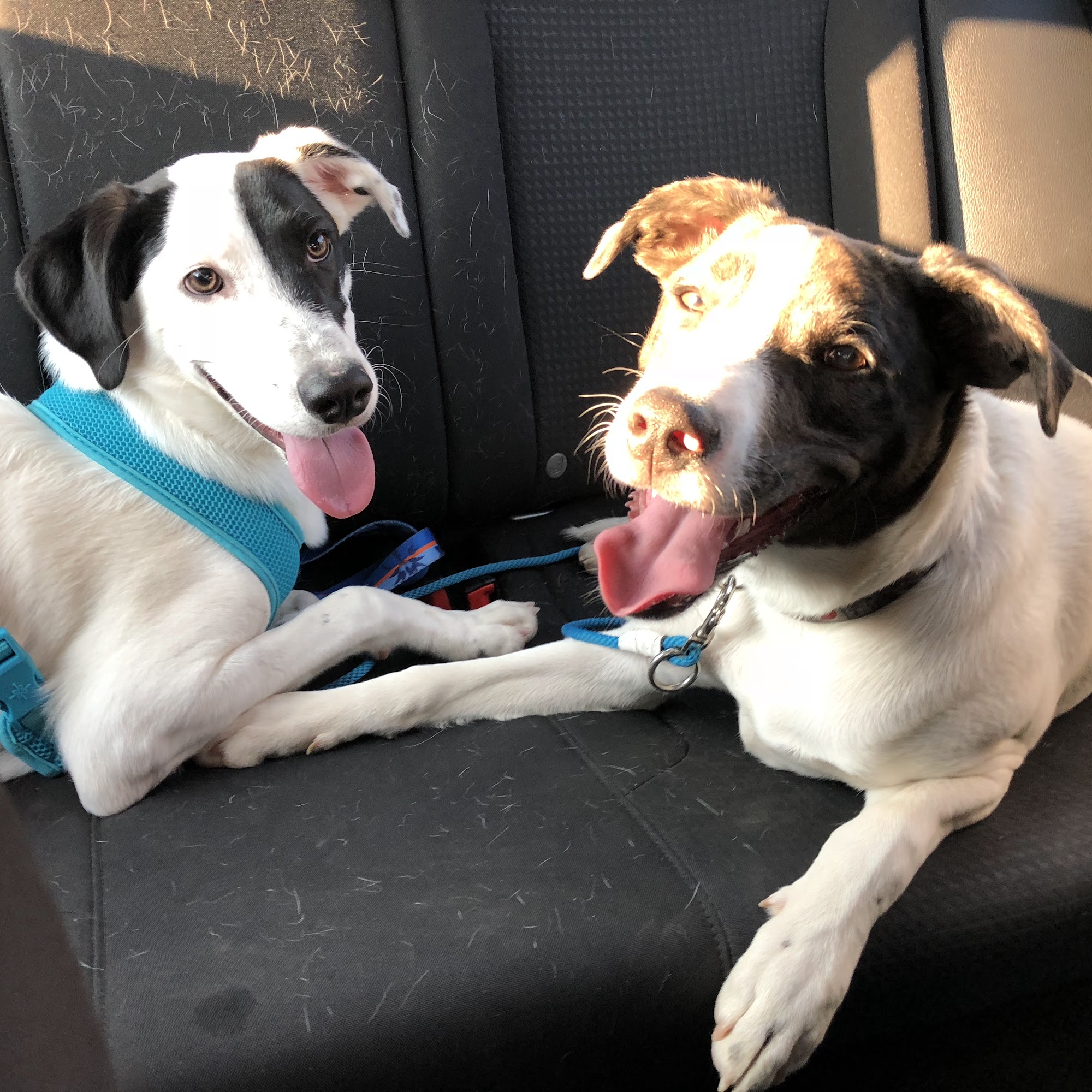 Hufflepup Dog Training Reno