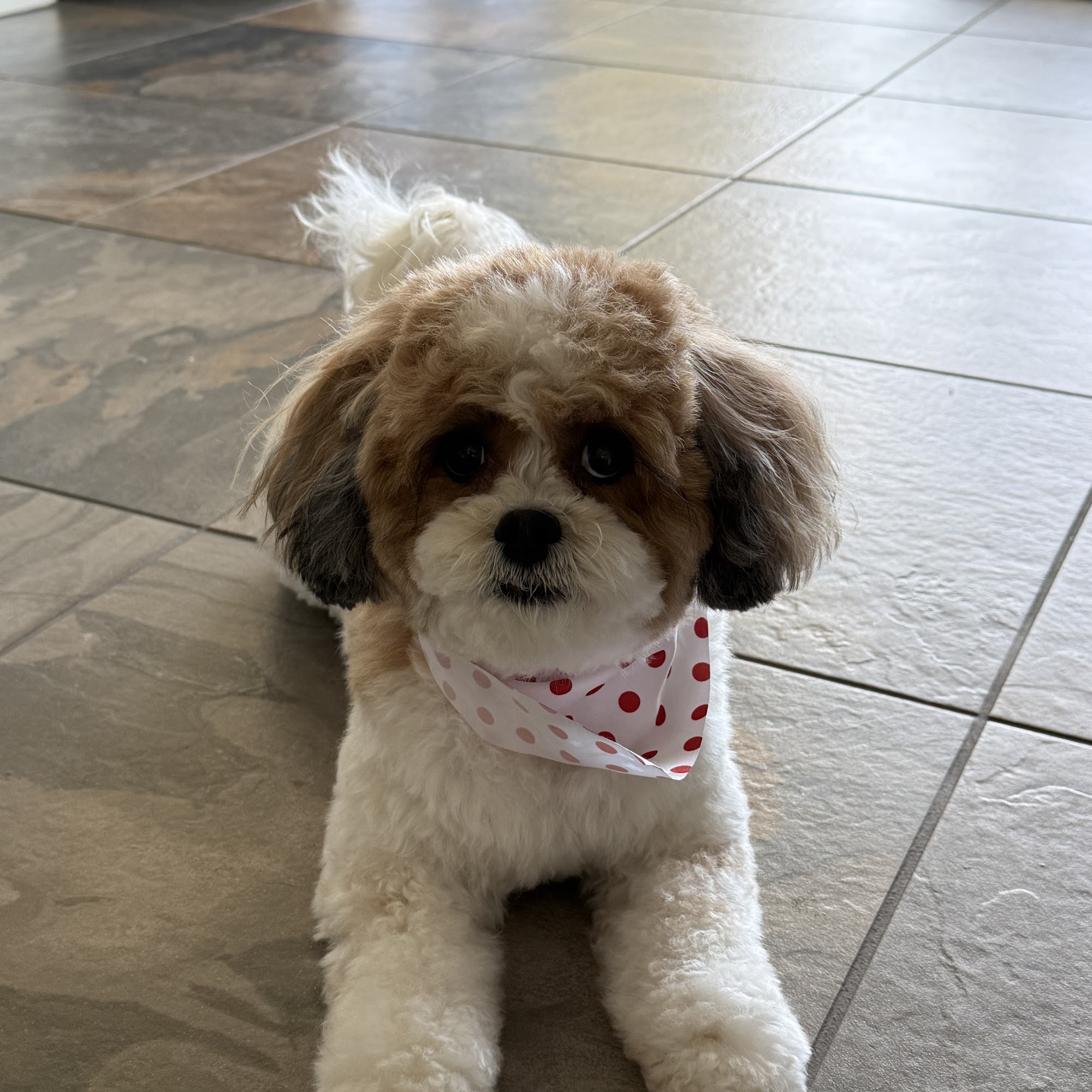 Woof Gang Bakery & Grooming South Meadows 748 S Meadows Pkwy A7, Reno Nevada 89521