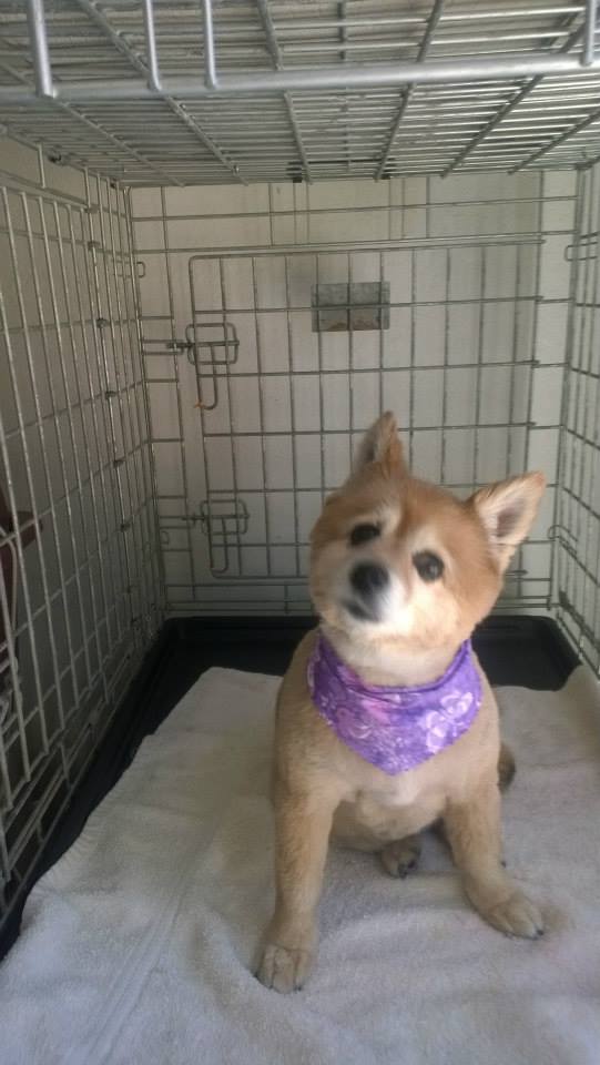 A Dog Gone Cute Grooming