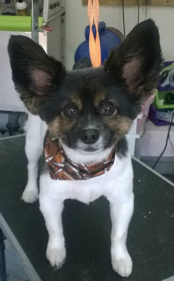 A Dog Gone Cute Grooming