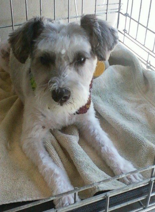A Dog Gone Cute Grooming