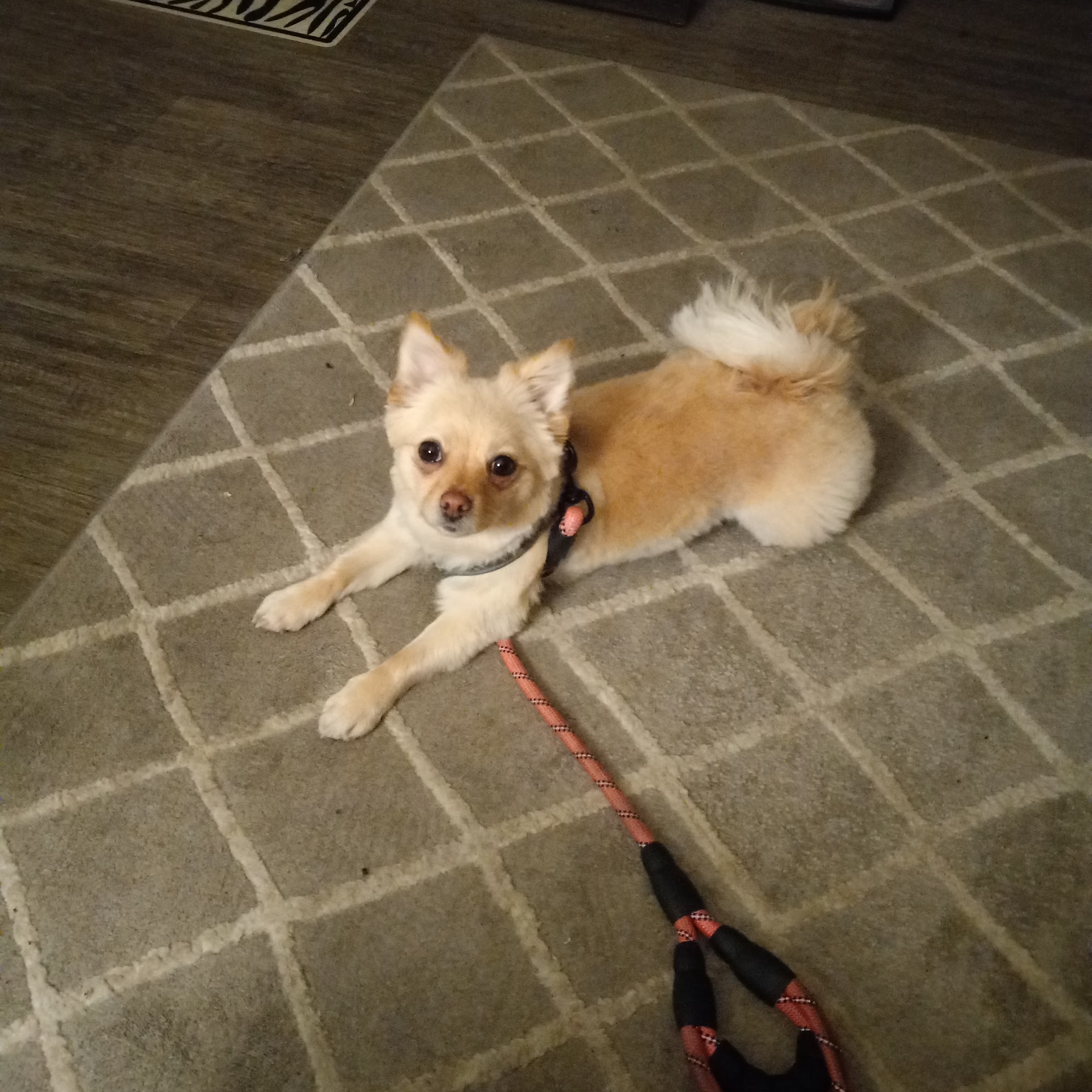 Advanced Pet Care Of Northern Nevada-Sparks Sparks