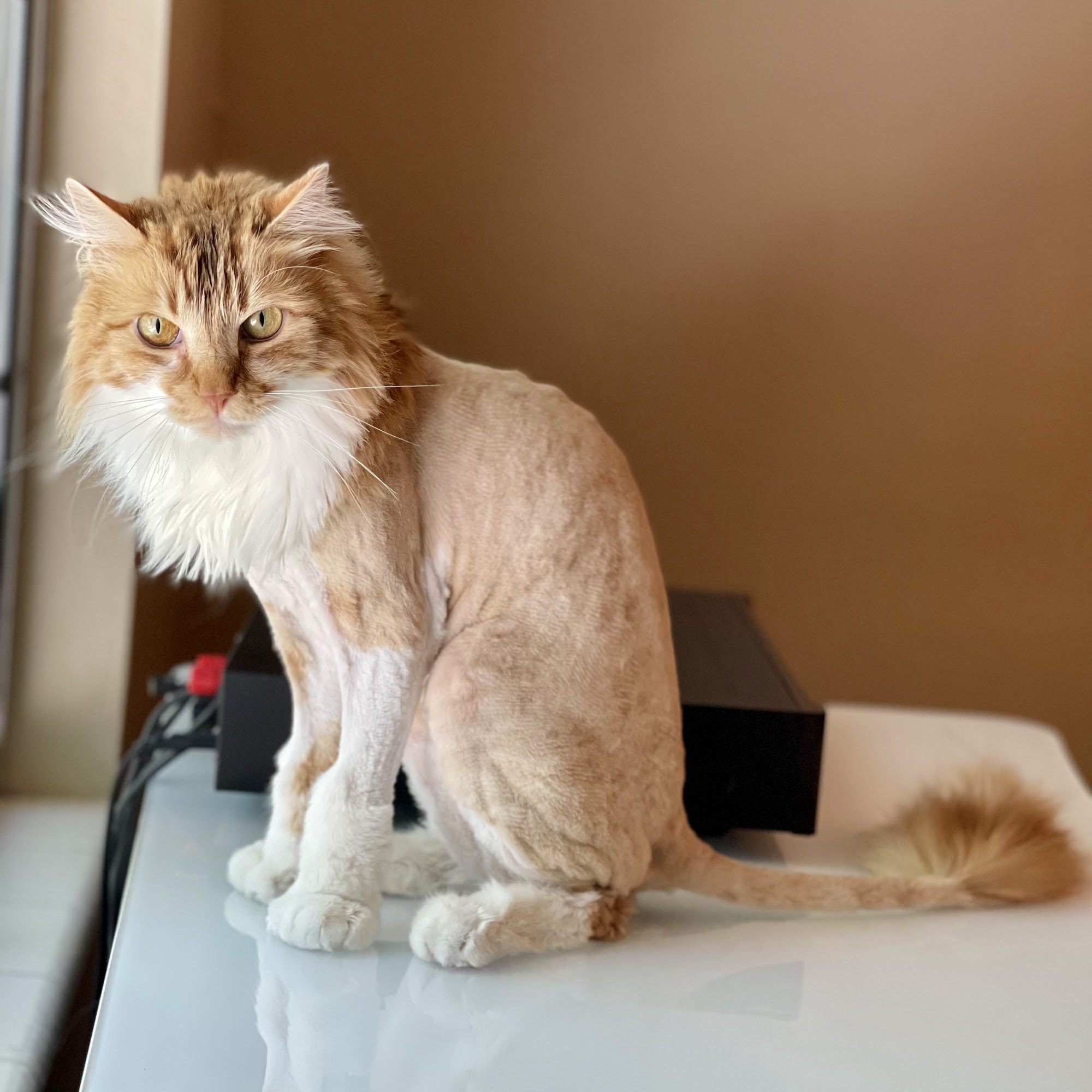 Just Dog Grooming Salon Sparks