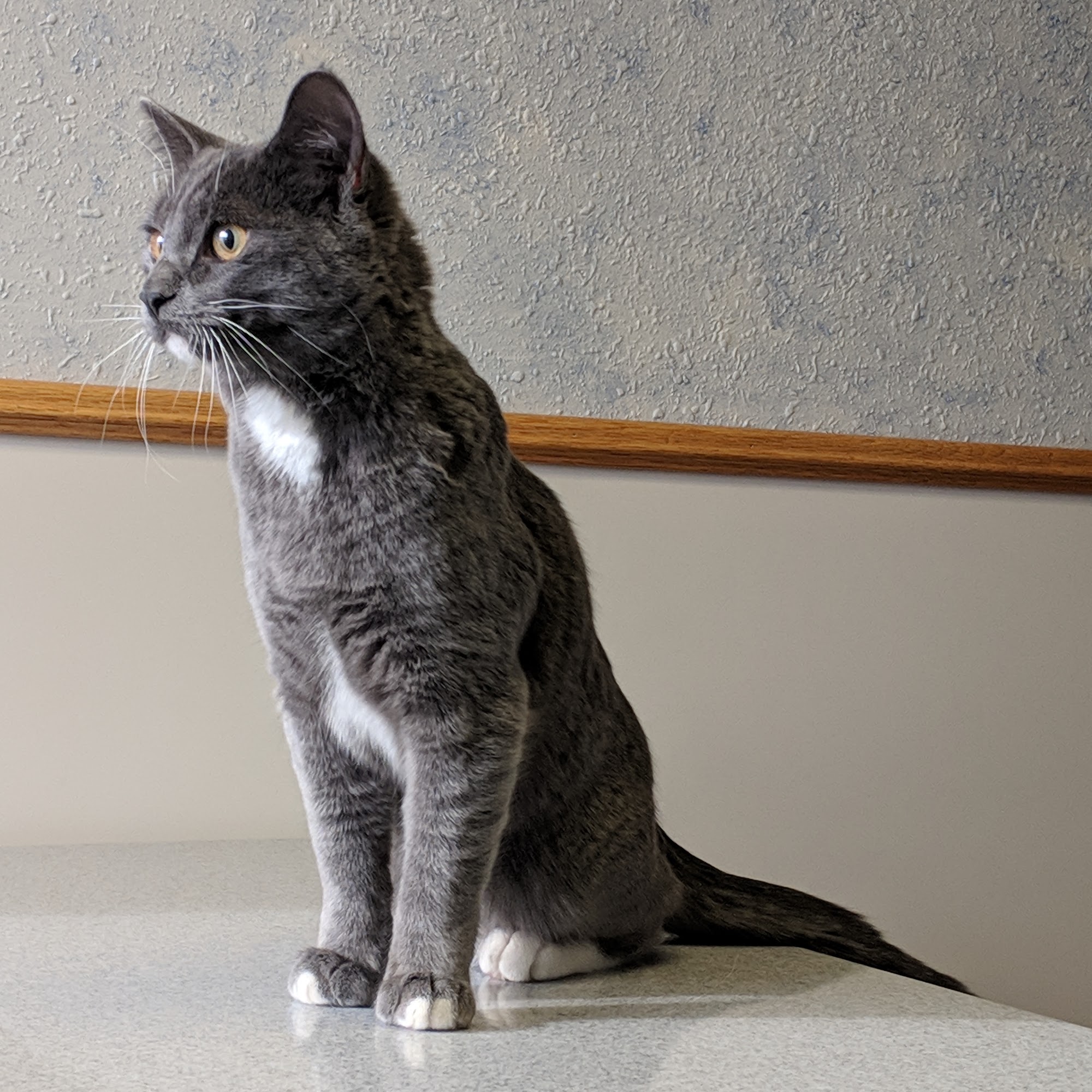 Ruby View Veterinary Clinic Spring Creek