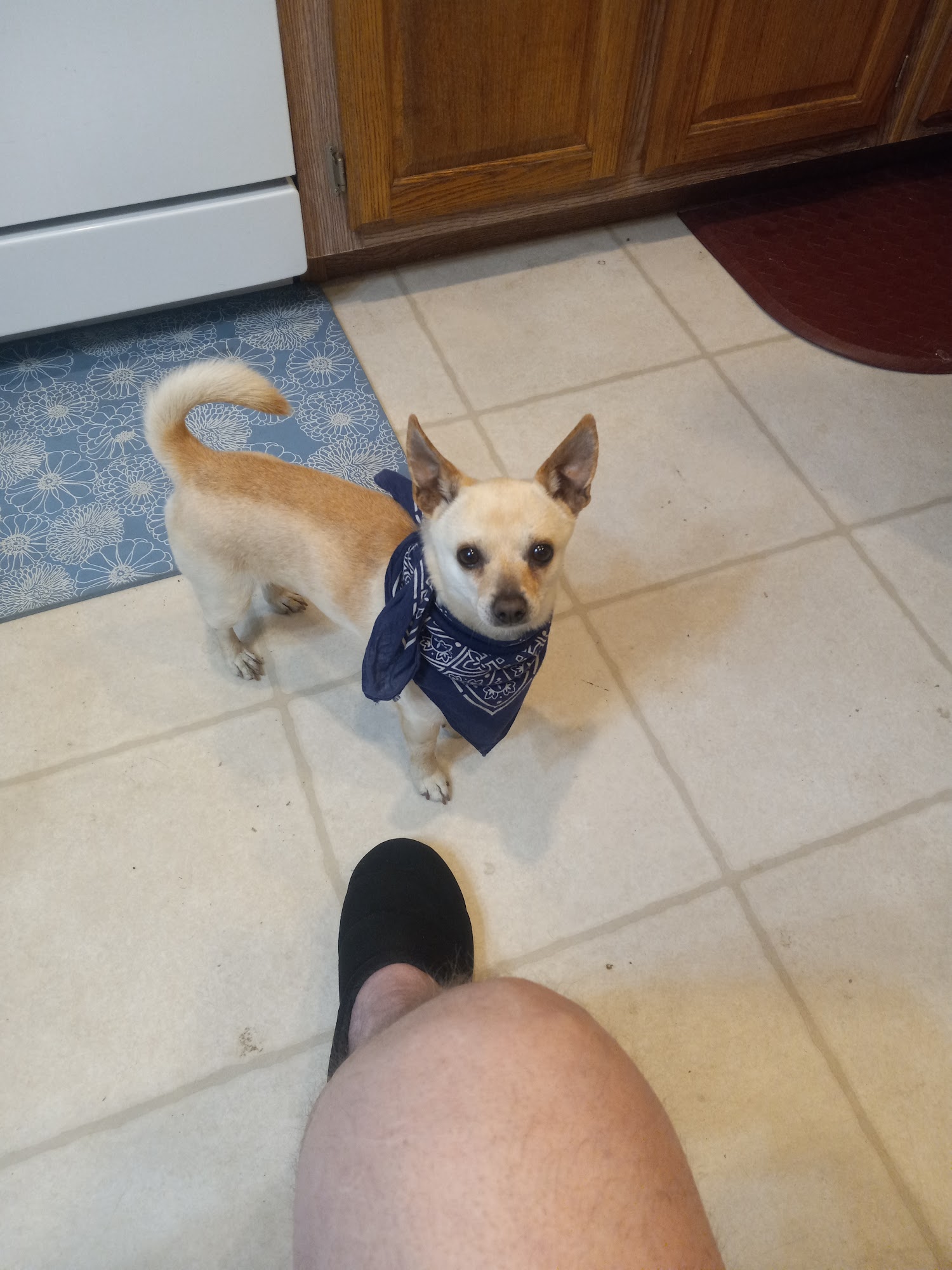 Ruby View Veterinary Clinic Spring Creek